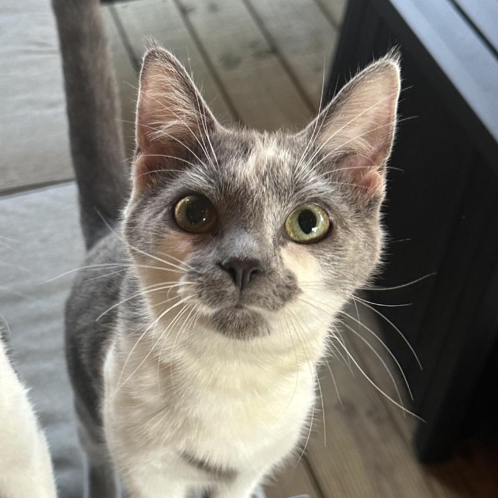 Enlarge Tina, a Adoptable Domestic Short Hair in Reisterstown, MD image 2/6