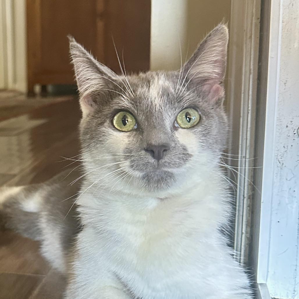 Enlarge Tina, a Adoptable Domestic Short Hair in Reisterstown, MD image 3/6