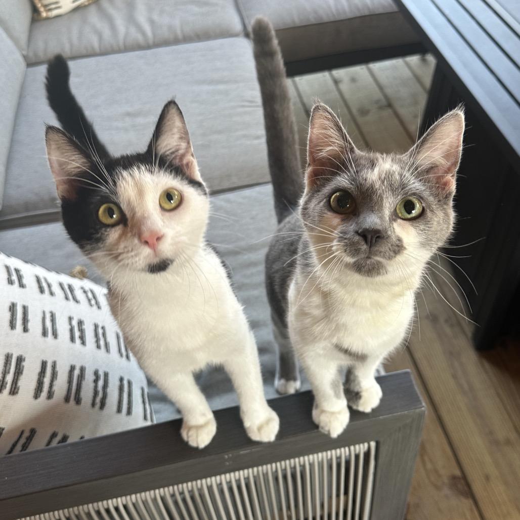 Enlarge Tina, a Adoptable Domestic Short Hair in Reisterstown, MD image 5/6