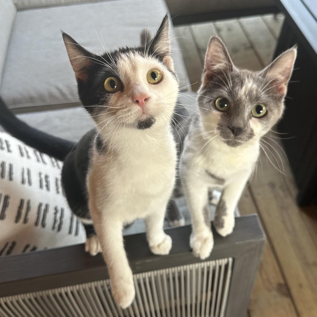 Enlarge Tina, a Adoptable Domestic Short Hair in Reisterstown, MD image 6/6