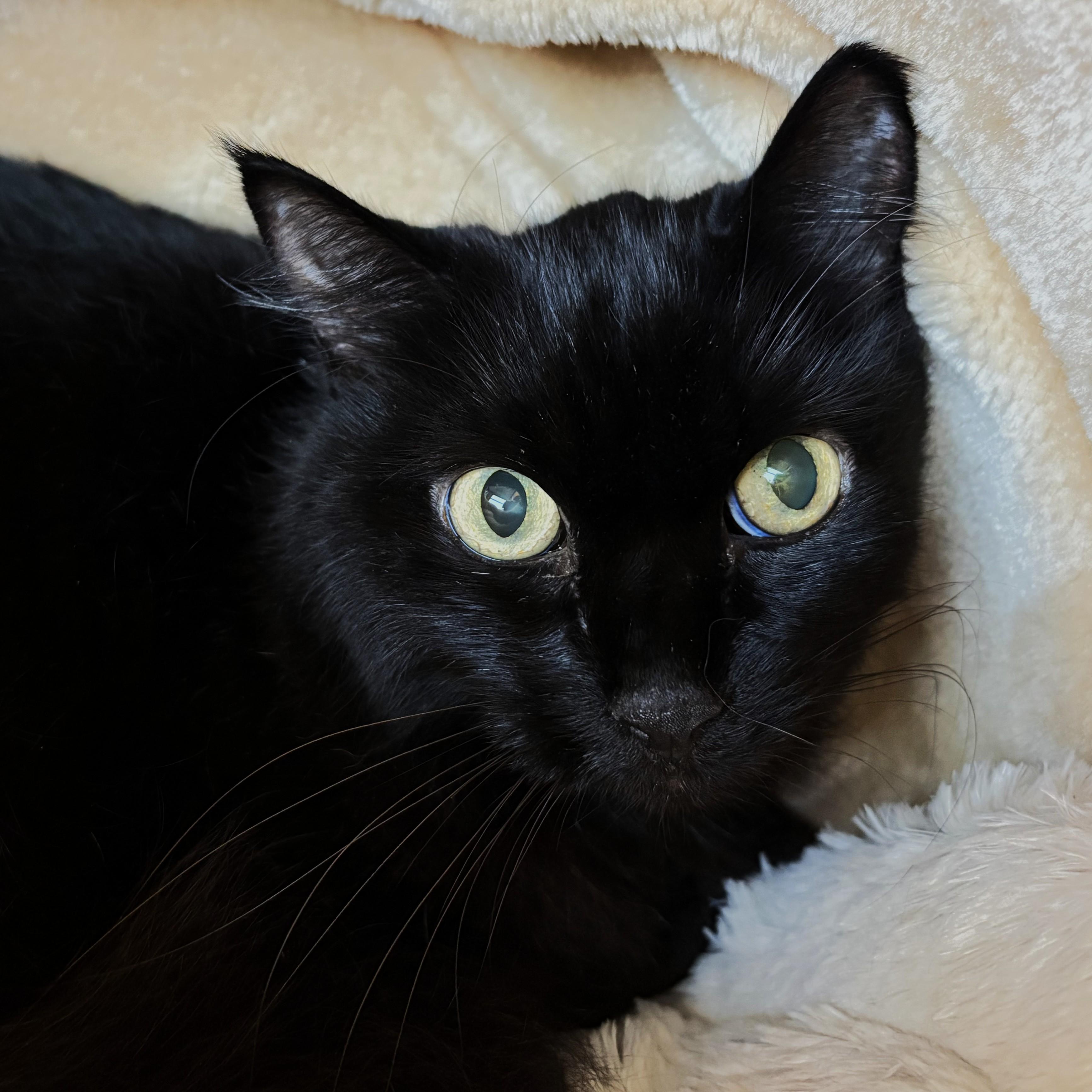 Enlarge Fuzzy, a ADOPTABLE Domestic Long Hair in Eatontown, NJ image 5/6