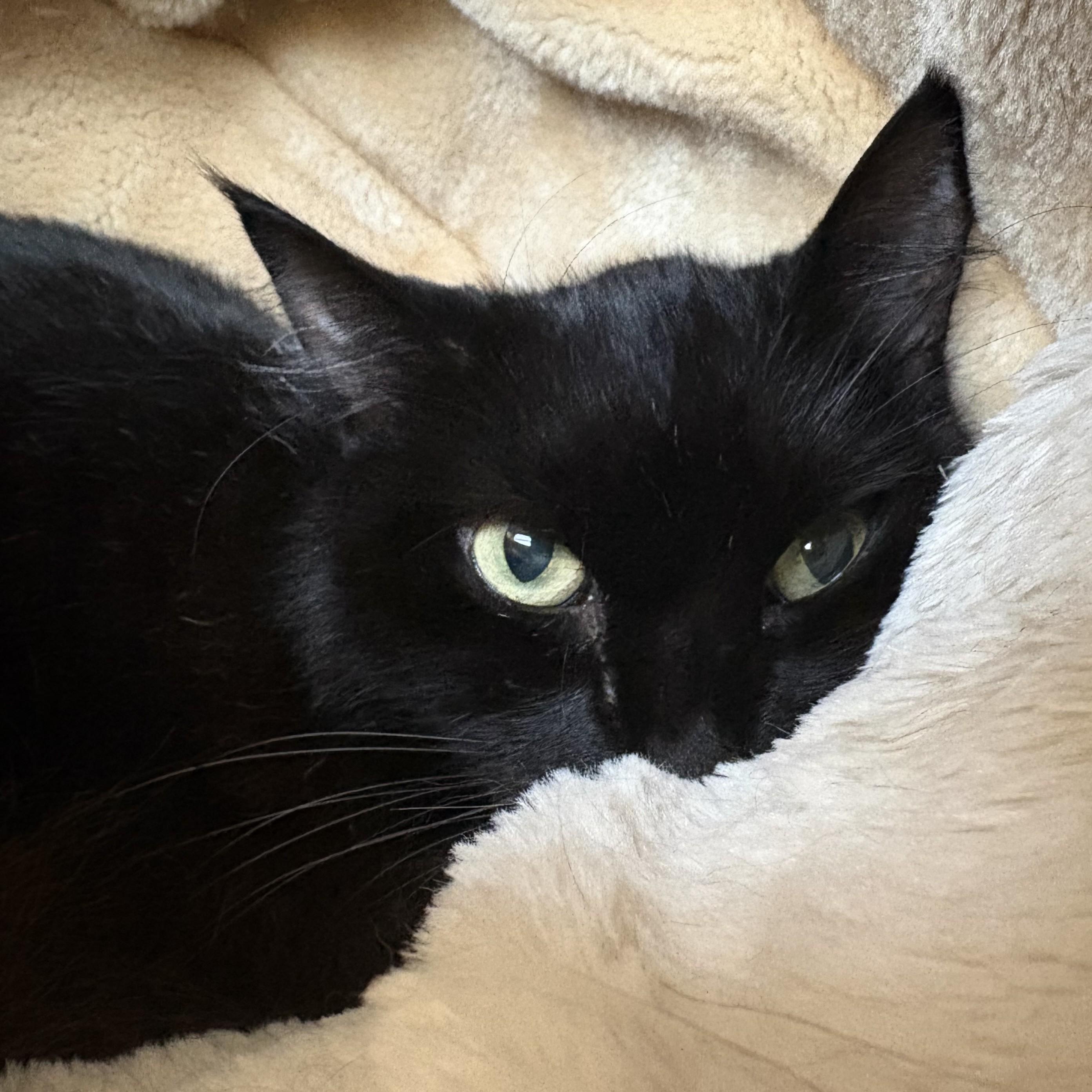 Enlarge Fuzzy, a ADOPTABLE Domestic Long Hair in Eatontown, NJ image 6/6