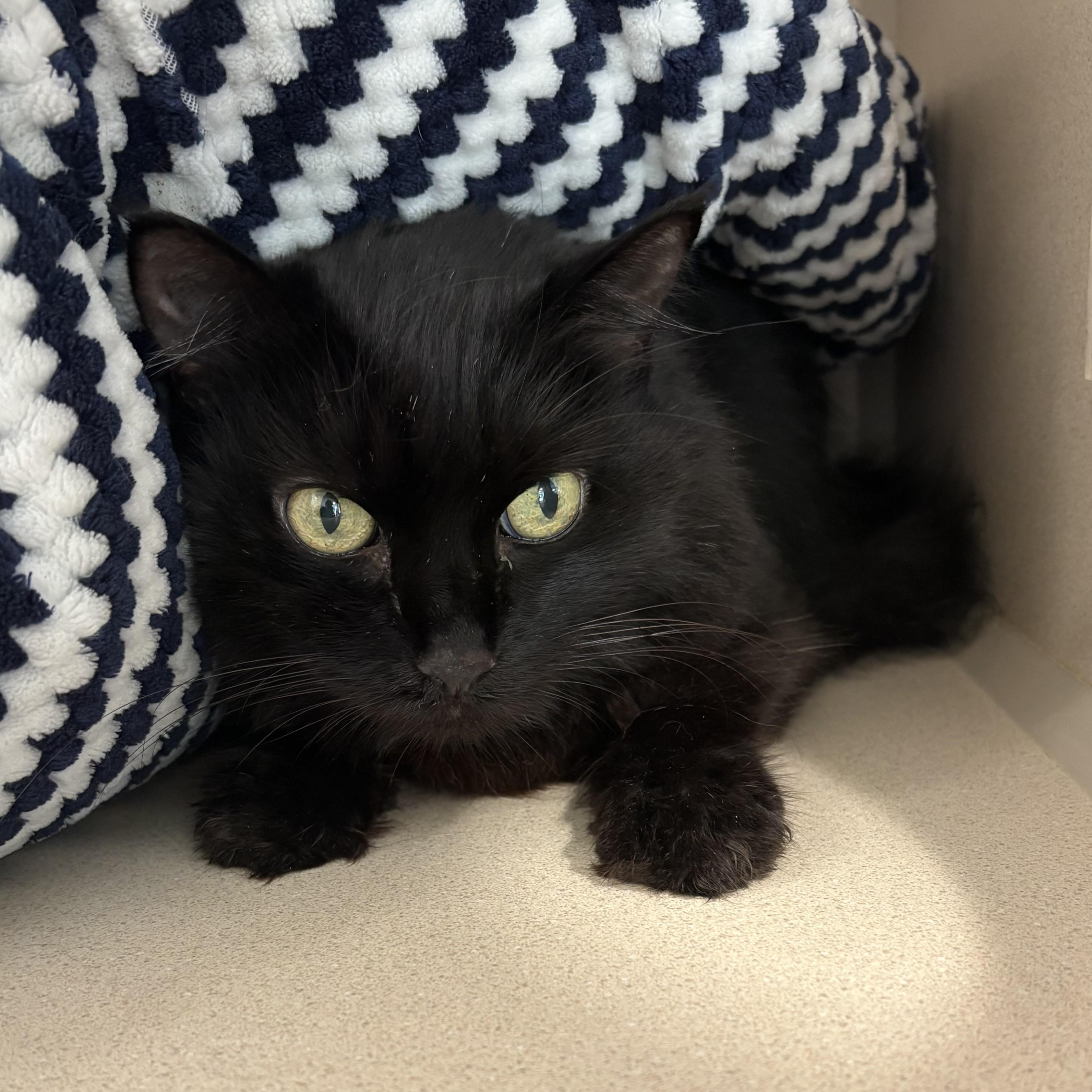 Fuzzy, ADOPTABLE, Senior Female Domestic Long Hair.