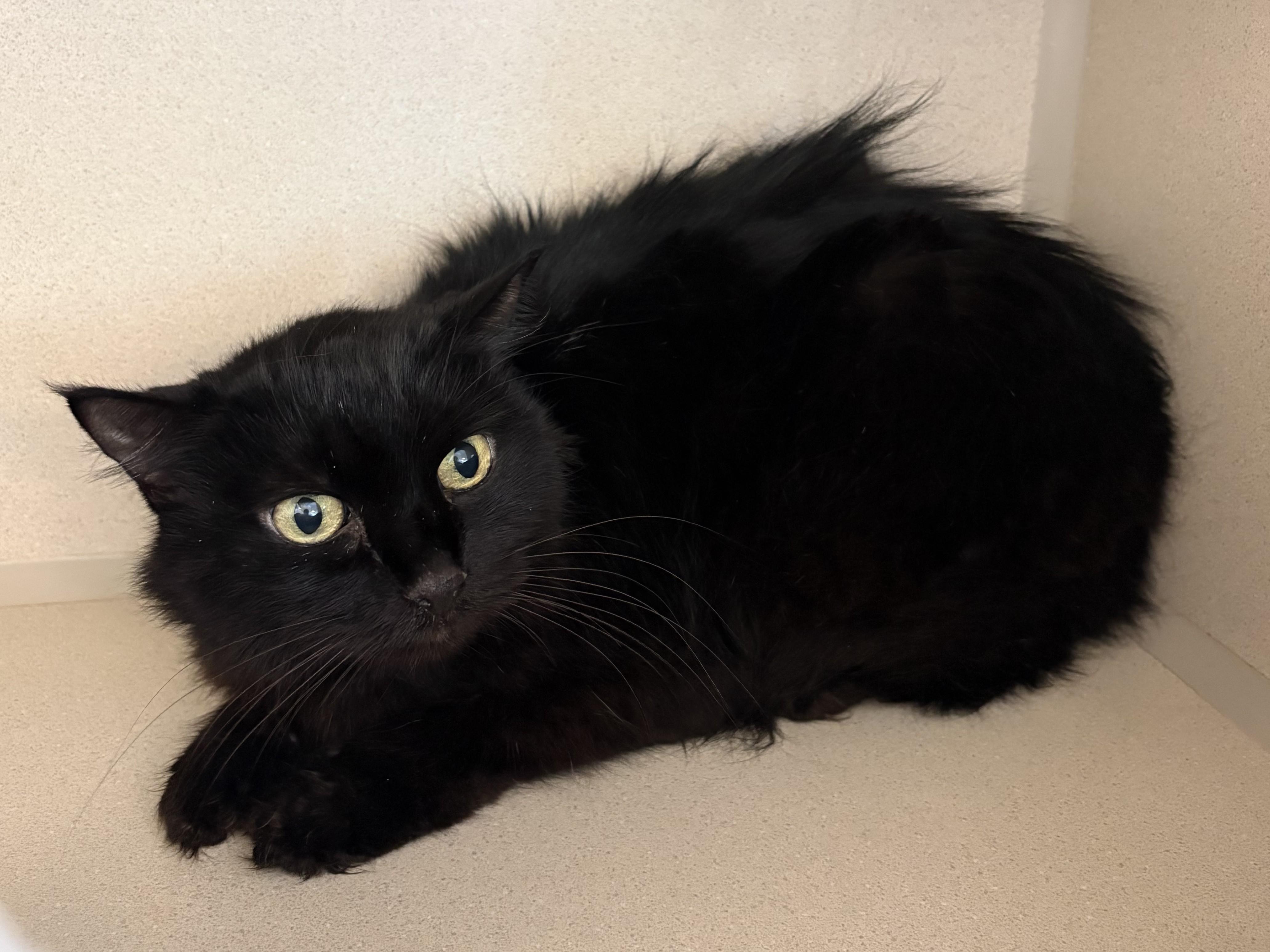Enlarge Fuzzy, a ADOPTABLE Domestic Long Hair in Eatontown, NJ image 2/6