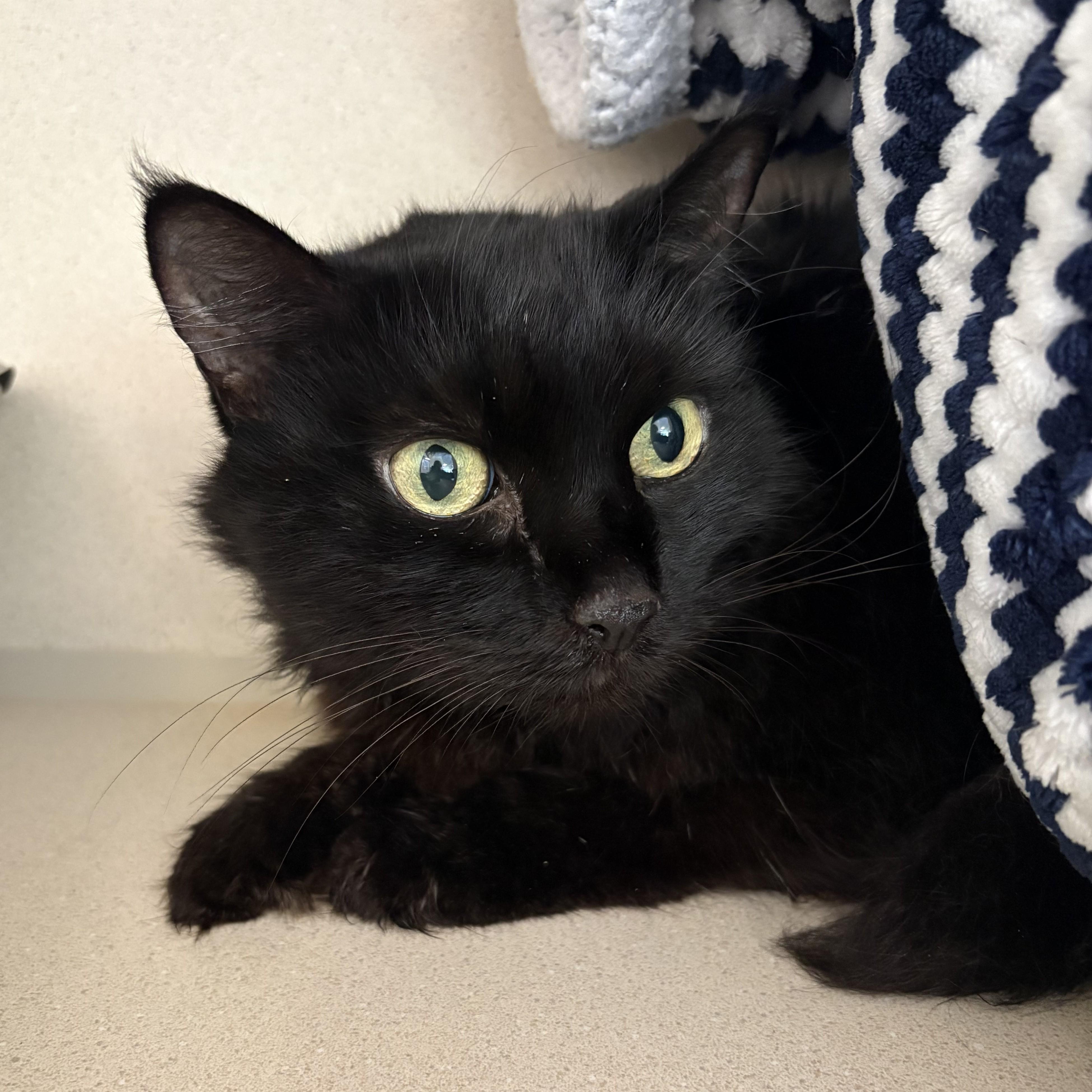 Enlarge Fuzzy, a ADOPTABLE Domestic Long Hair in Eatontown, NJ image 4/6