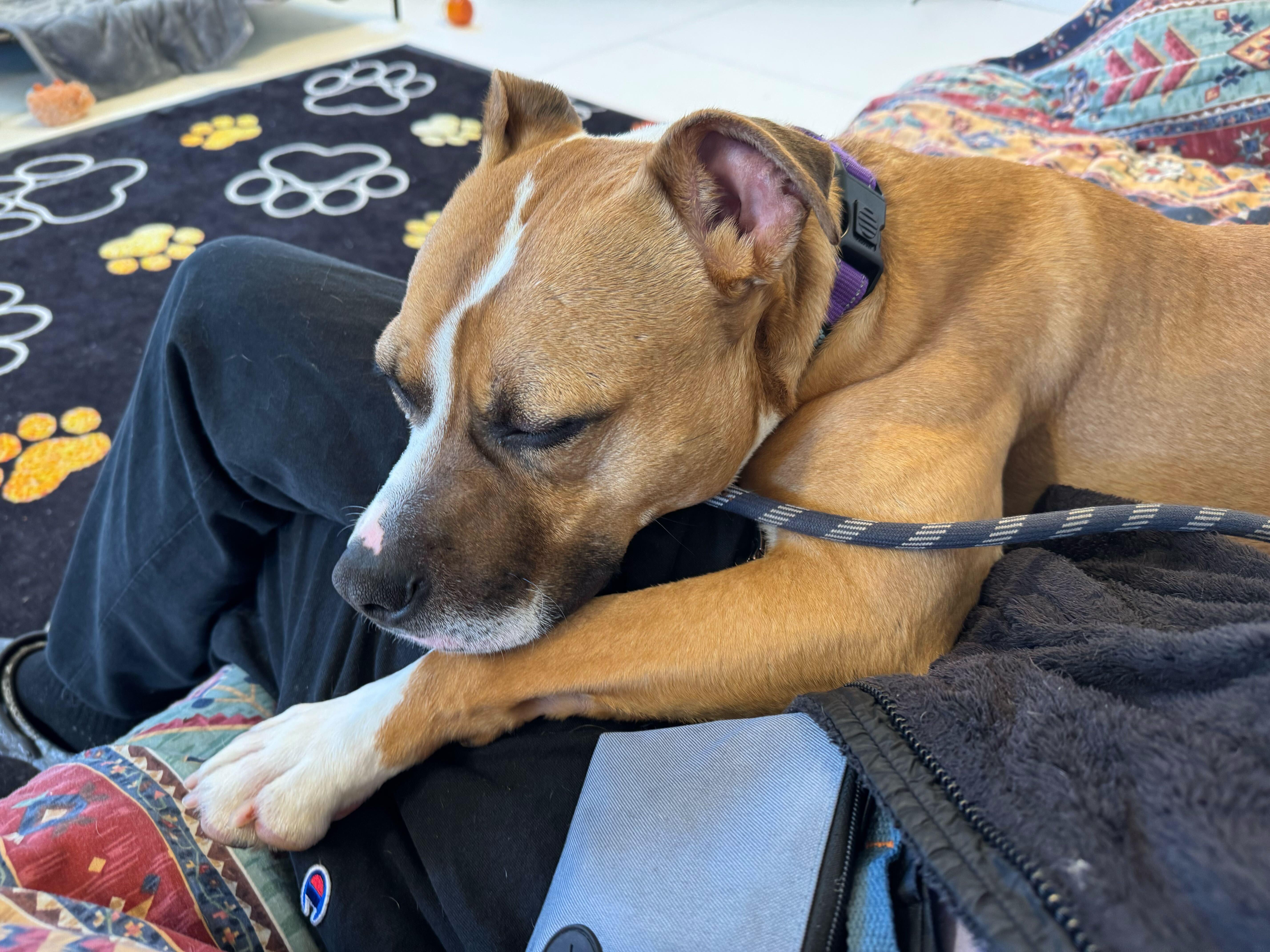 Enlarge Tigger, a Adoptable Mixed Breed in Queenstown, MD image 6/6