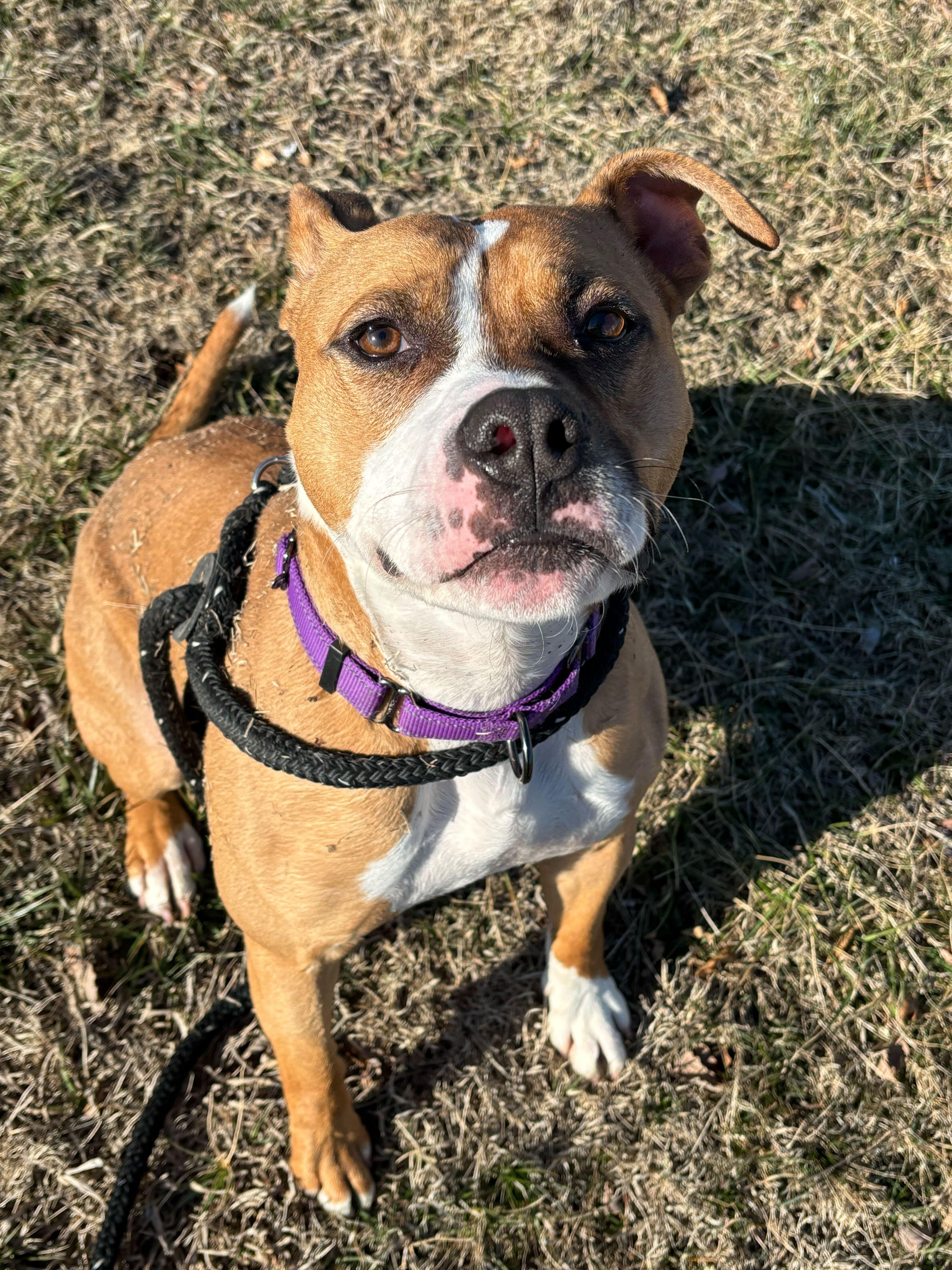 Enlarge Tigger, a Adoptable Mixed Breed in Queenstown, MD image 3/6
