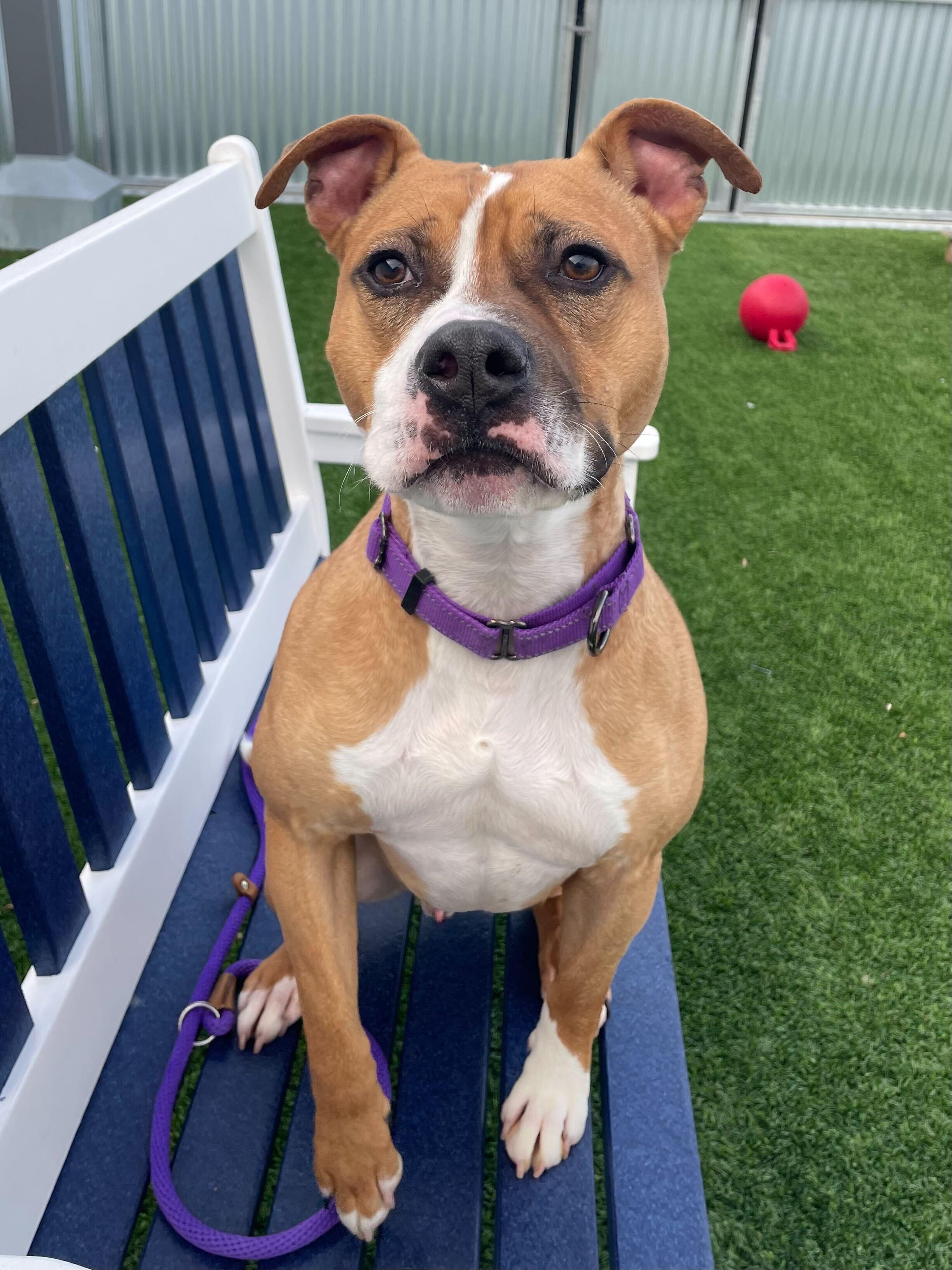 Enlarge Tigger, a Adoptable Mixed Breed in Queenstown, MD image 2/6