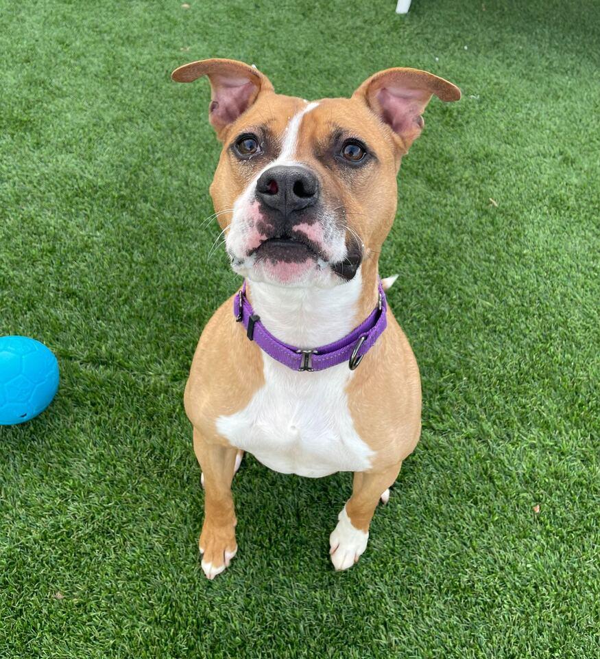 Enlarge Tigger, a Adoptable Mixed Breed in Queenstown, MD image 4/6