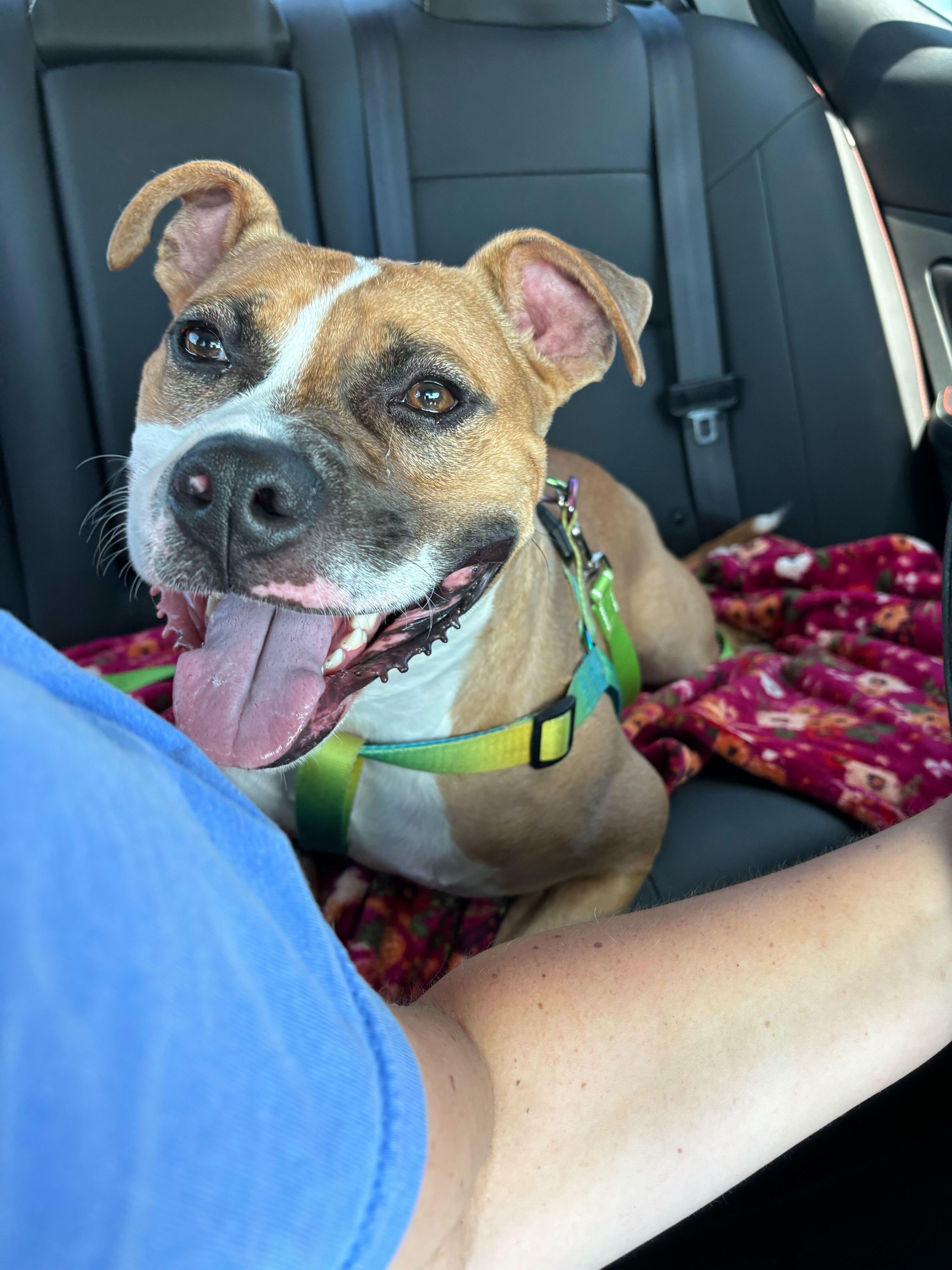 Enlarge Tigger, a Adoptable Mixed Breed in Queenstown, MD image 5/6