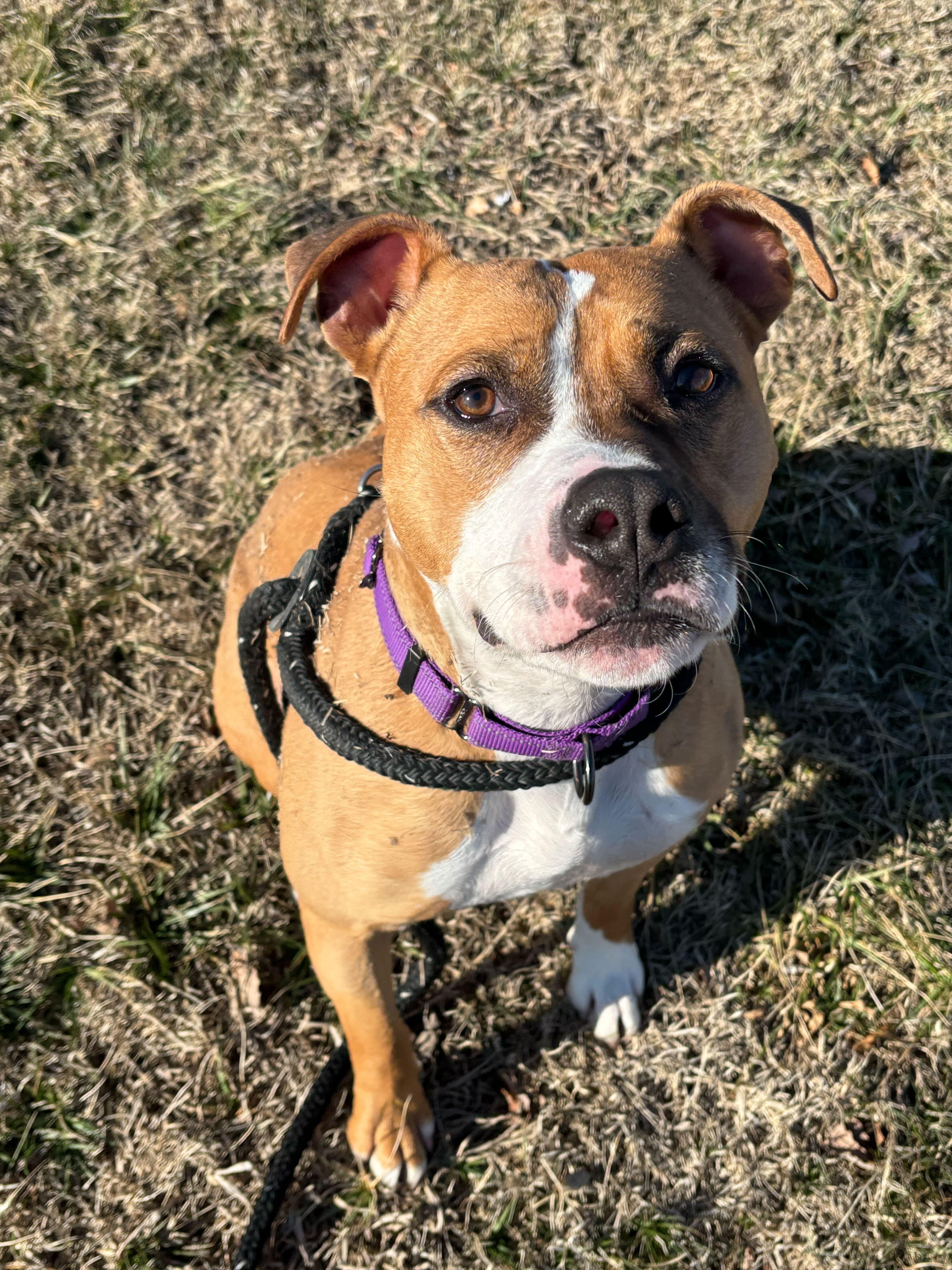 Enlarge Tigger, a Adoptable Mixed Breed in Queenstown, MD image 1/6