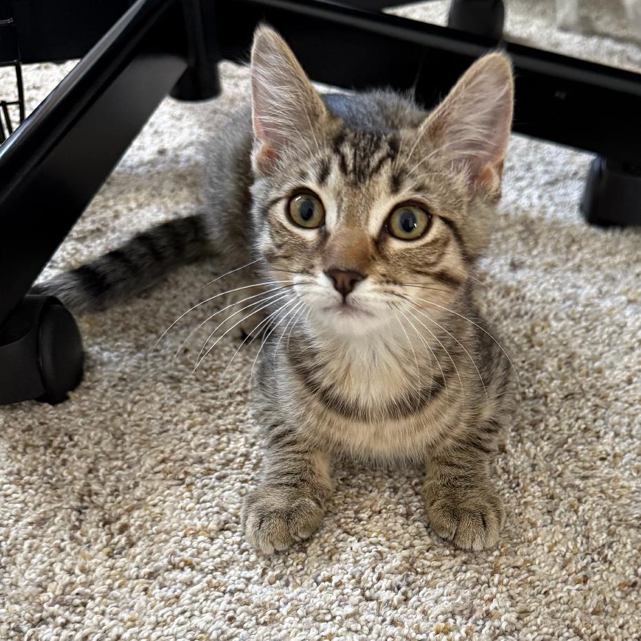 Enlarge Queen (Courtesy Post), a Adoptable Domestic Short Hair in Sunnyvale, CA image 1/6