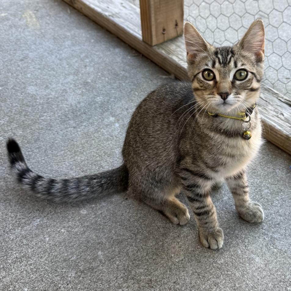 Enlarge Queen (Courtesy Post), a Adoptable Domestic Short Hair in Sunnyvale, CA image 2/6