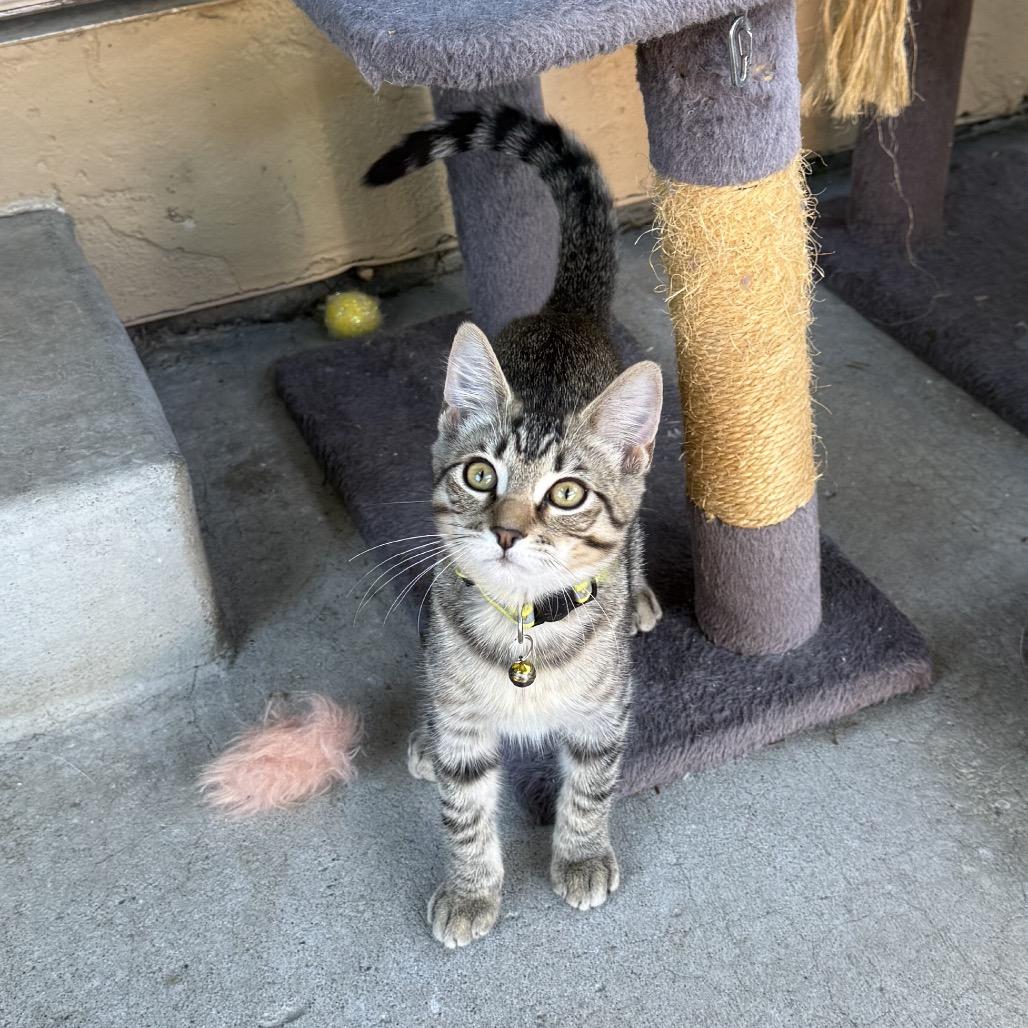 Enlarge Queen (Courtesy Post), a Adoptable Domestic Short Hair in Sunnyvale, CA image 3/6