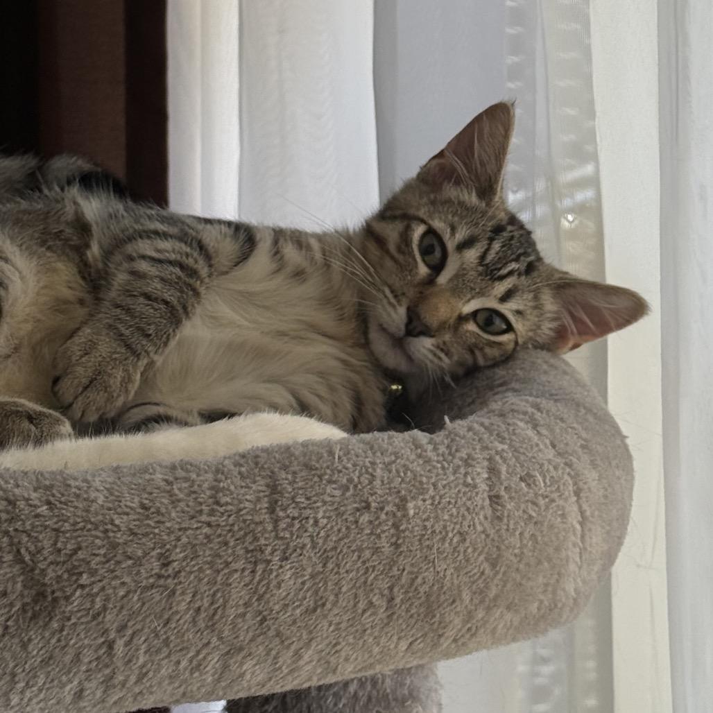 Enlarge Queen (Courtesy Post), a Adoptable Domestic Short Hair in Sunnyvale, CA image 4/6