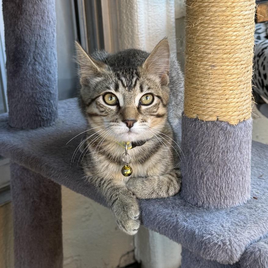Enlarge Queen (Courtesy Post), a Adoptable Domestic Short Hair in Sunnyvale, CA image 5/6