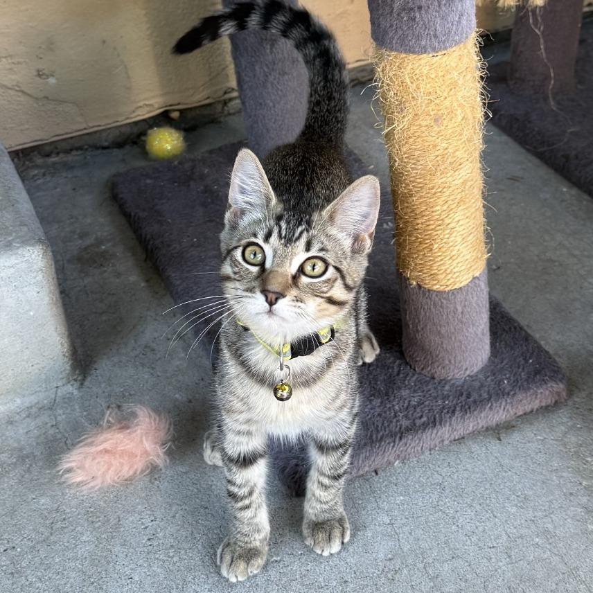 Enlarge Queen (Courtesy Post), a Adoptable Domestic Short Hair in Sunnyvale, CA image 6/6