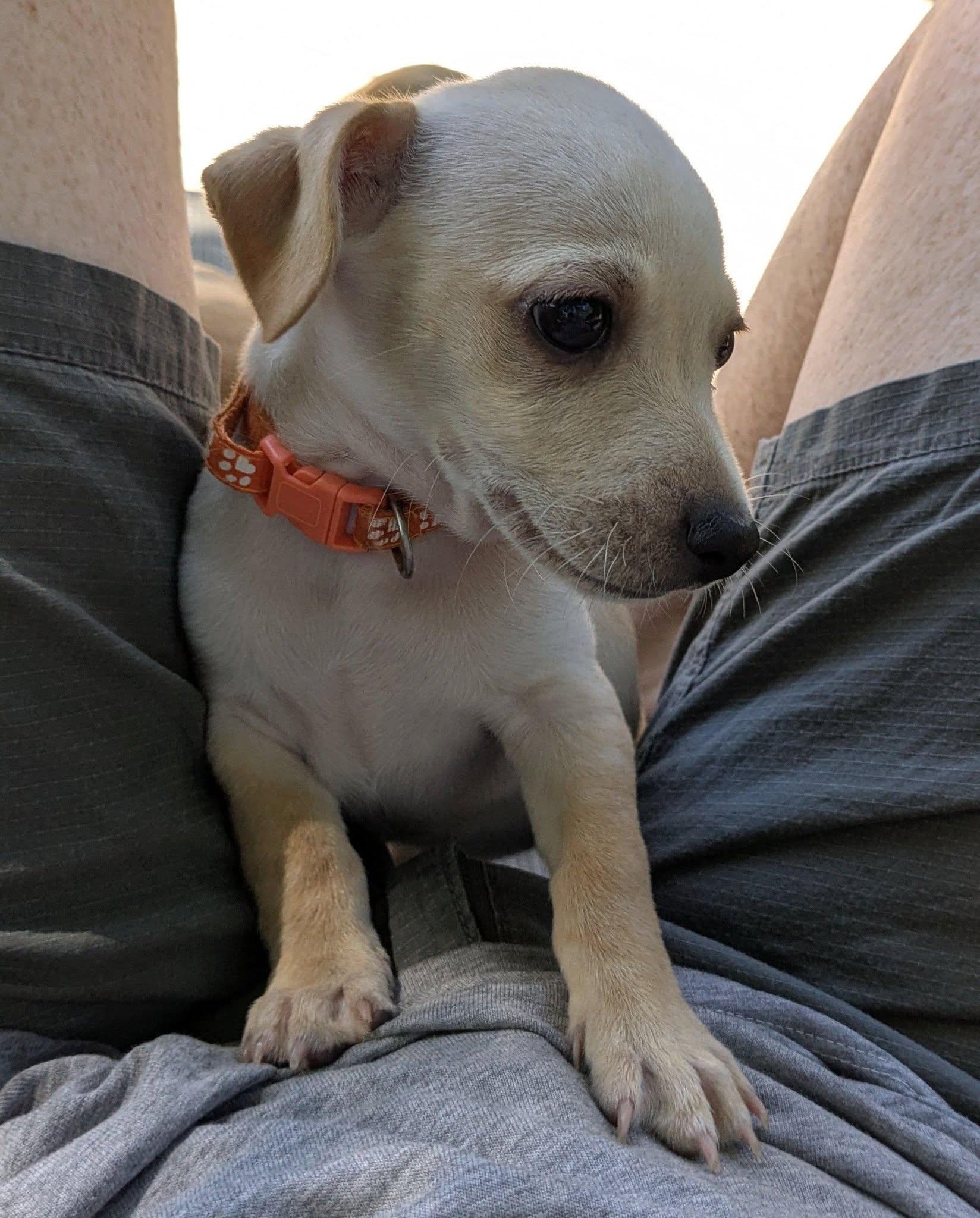 Mac, a ADOPTABLE mixed breed in Clatskanie, OR image 4/6