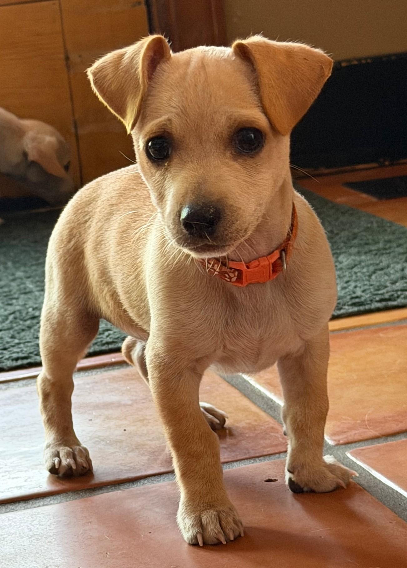 Enlarge Mac, a Adopted mixed breed in Clatskanie, OR image 1/6