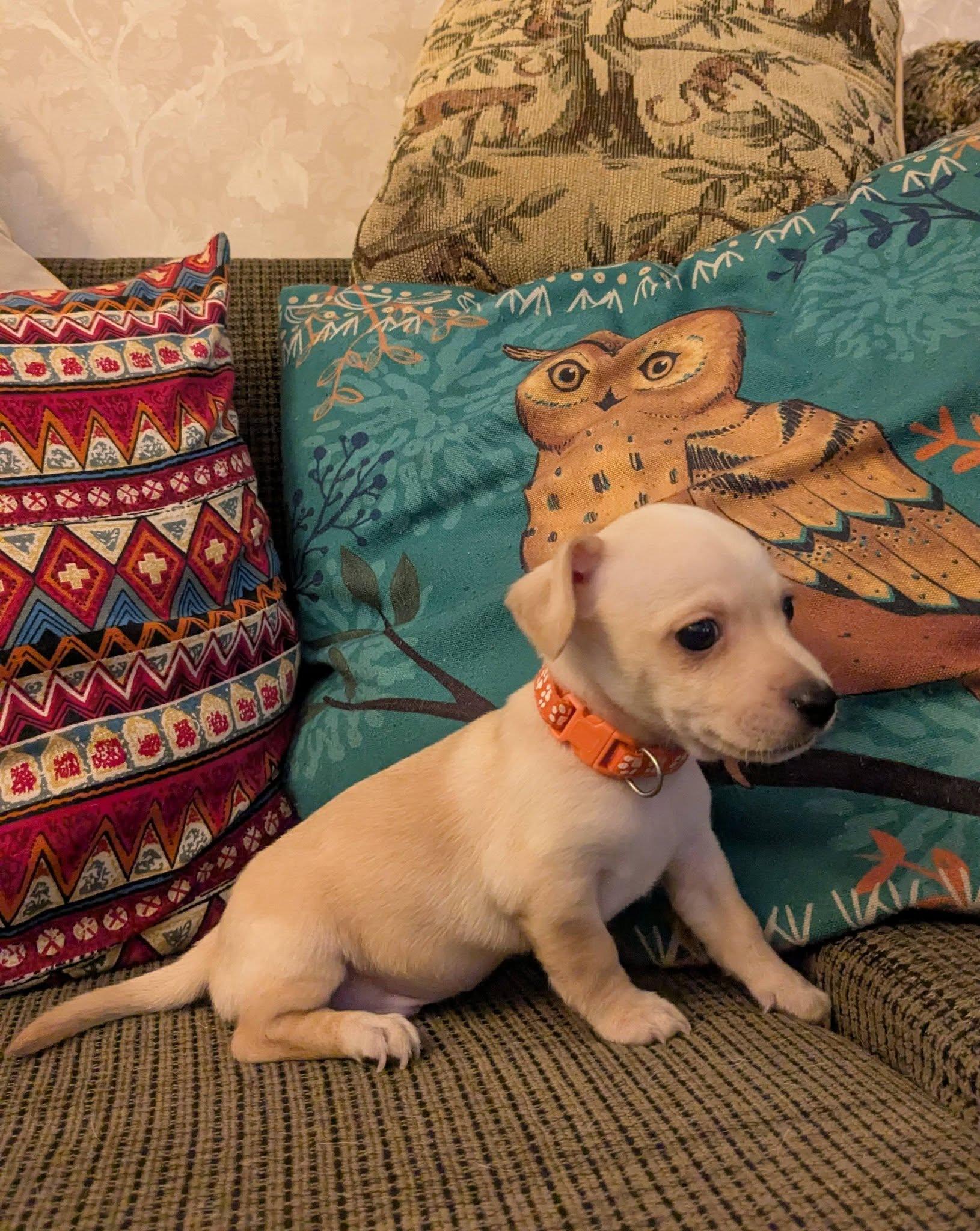 Mac, a ADOPTABLE mixed breed in Clatskanie, OR image 2/4
