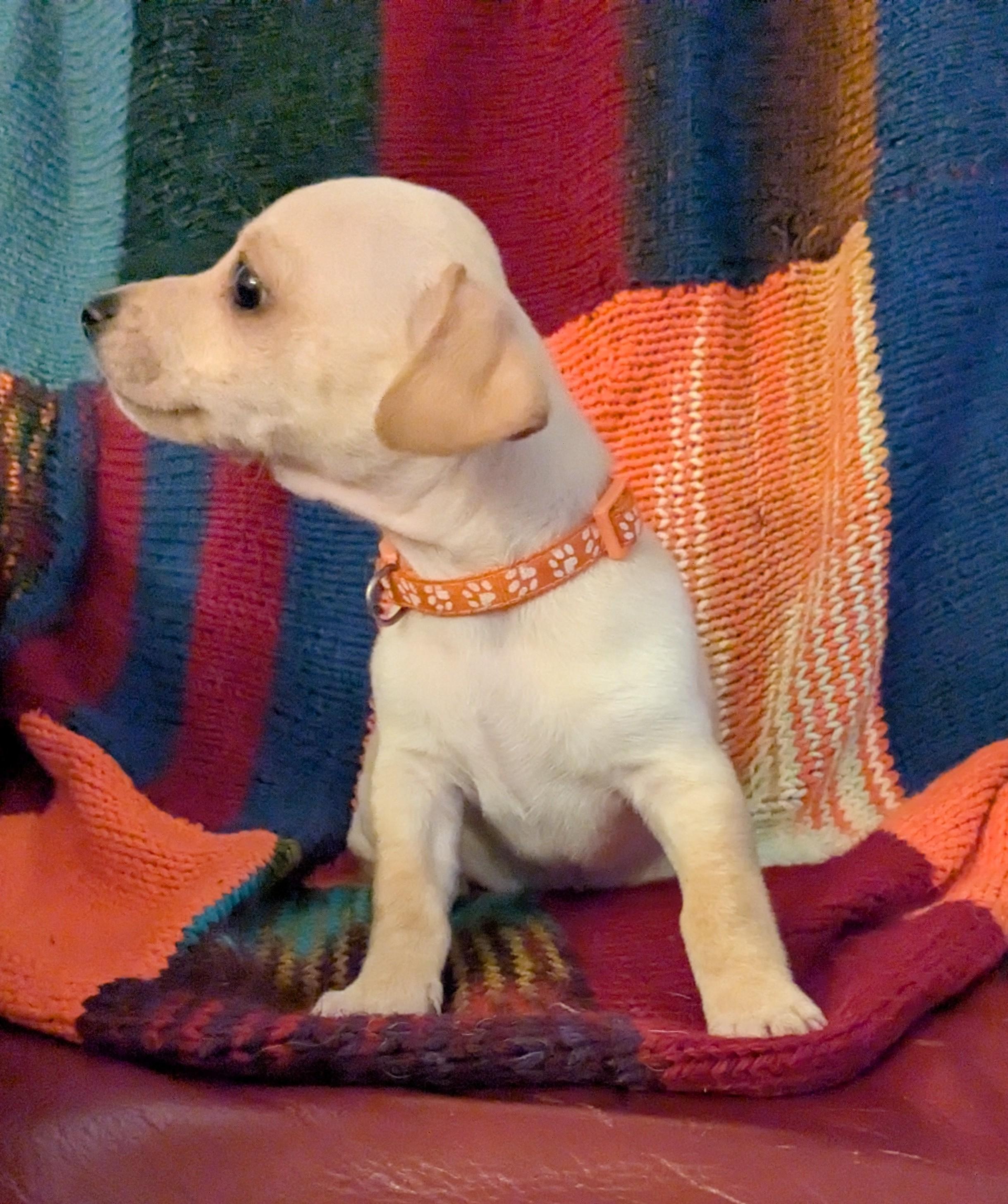 Mac, ADOPTABLE, Puppy Male Chihuahua.