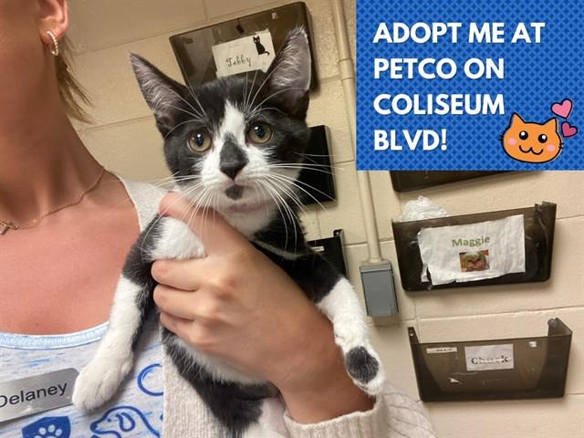 LOTTIE, Adoptable, Kitten Female Domestic Short Hair.