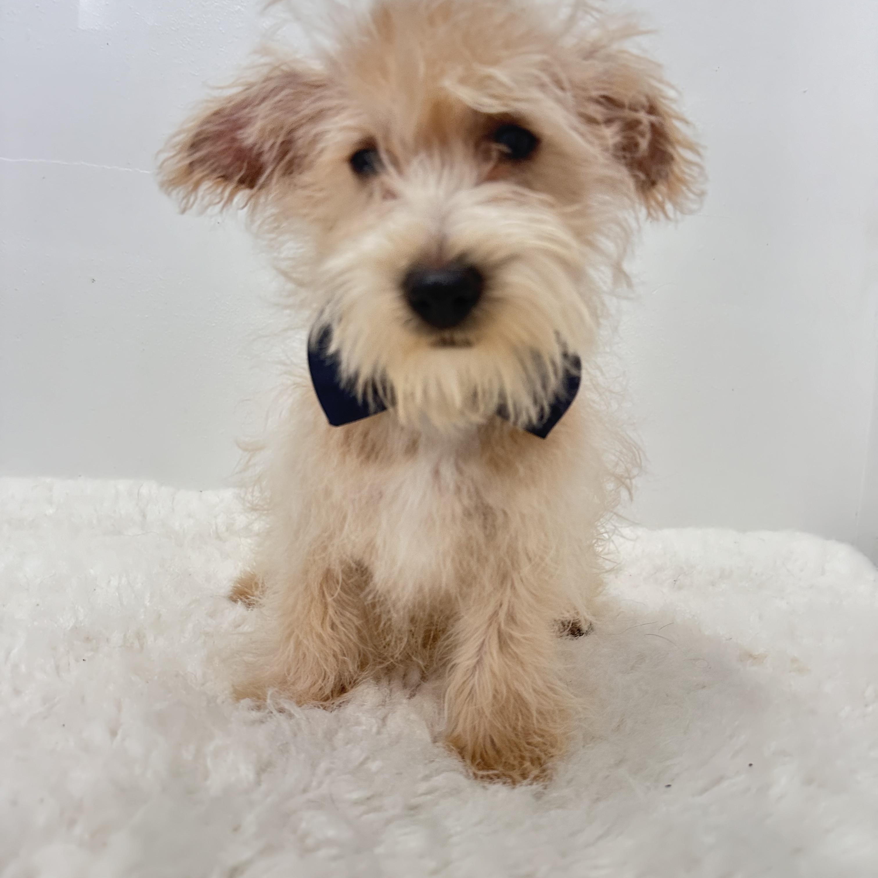 Enlarge Petey, an adopted mixed breed in Wrightstown, NJ image 2/6