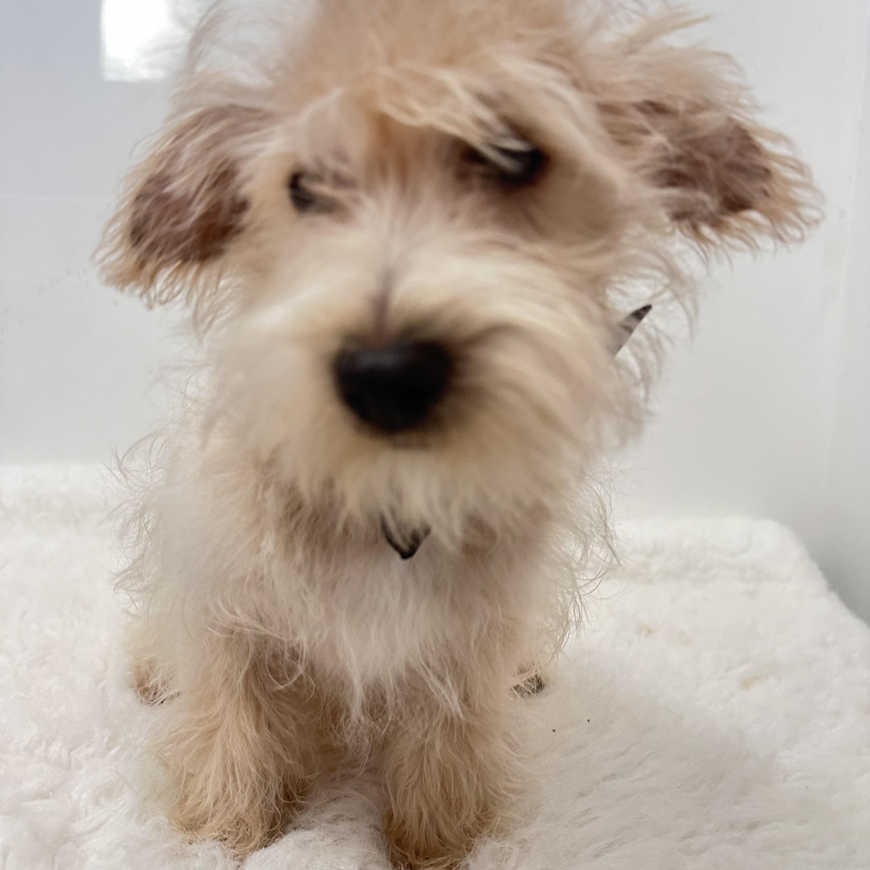 Enlarge Petey, an adopted mixed breed in Wrightstown, NJ image 1/6