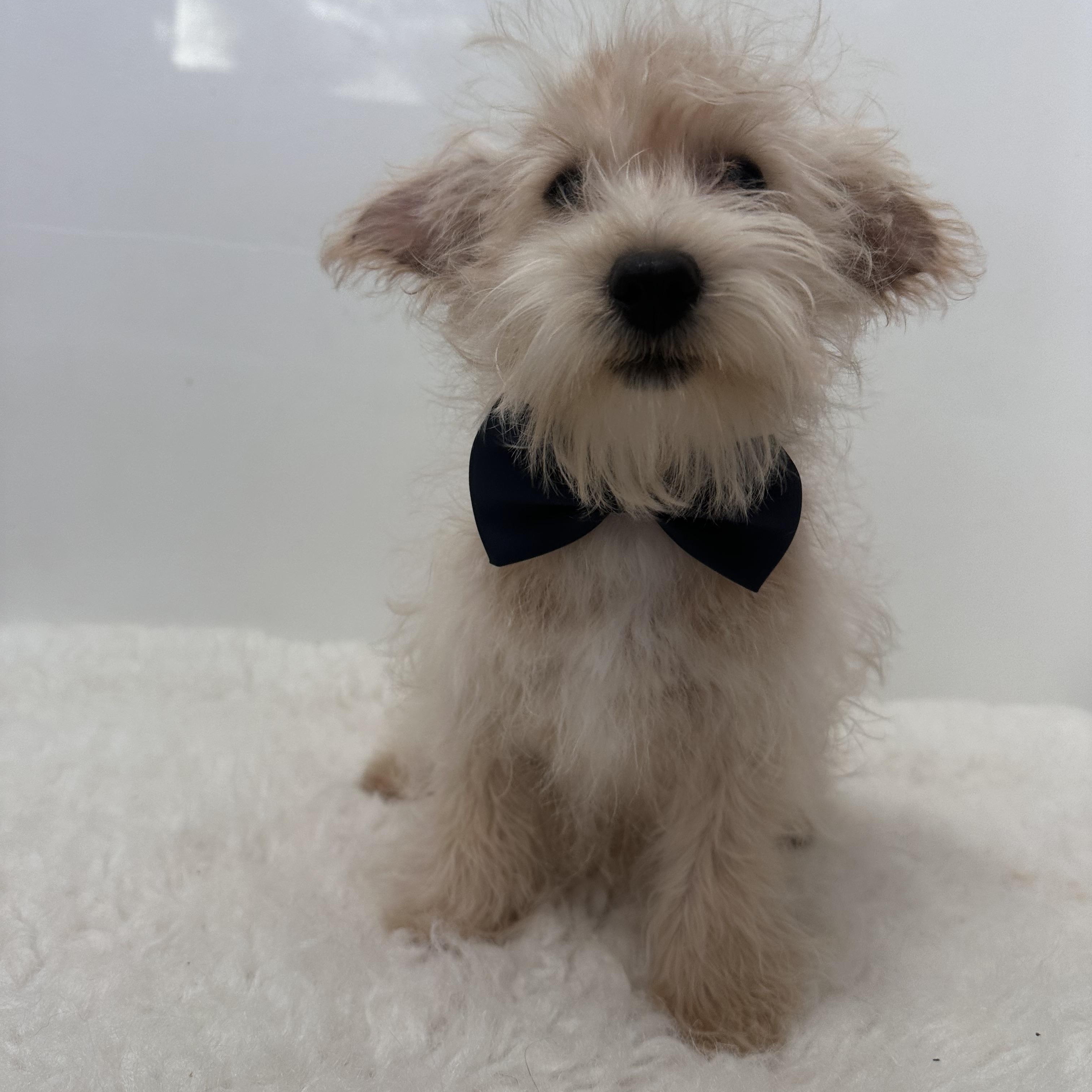 Enlarge Petey, an adopted mixed breed in Wrightstown, NJ image 4/6