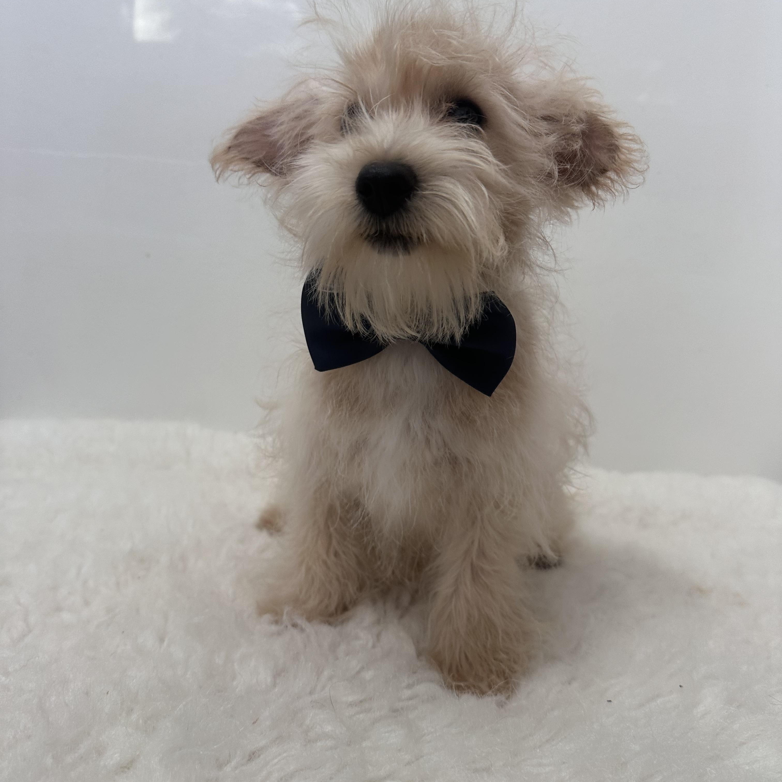 Enlarge Petey, an adopted mixed breed in Wrightstown, NJ image 3/6