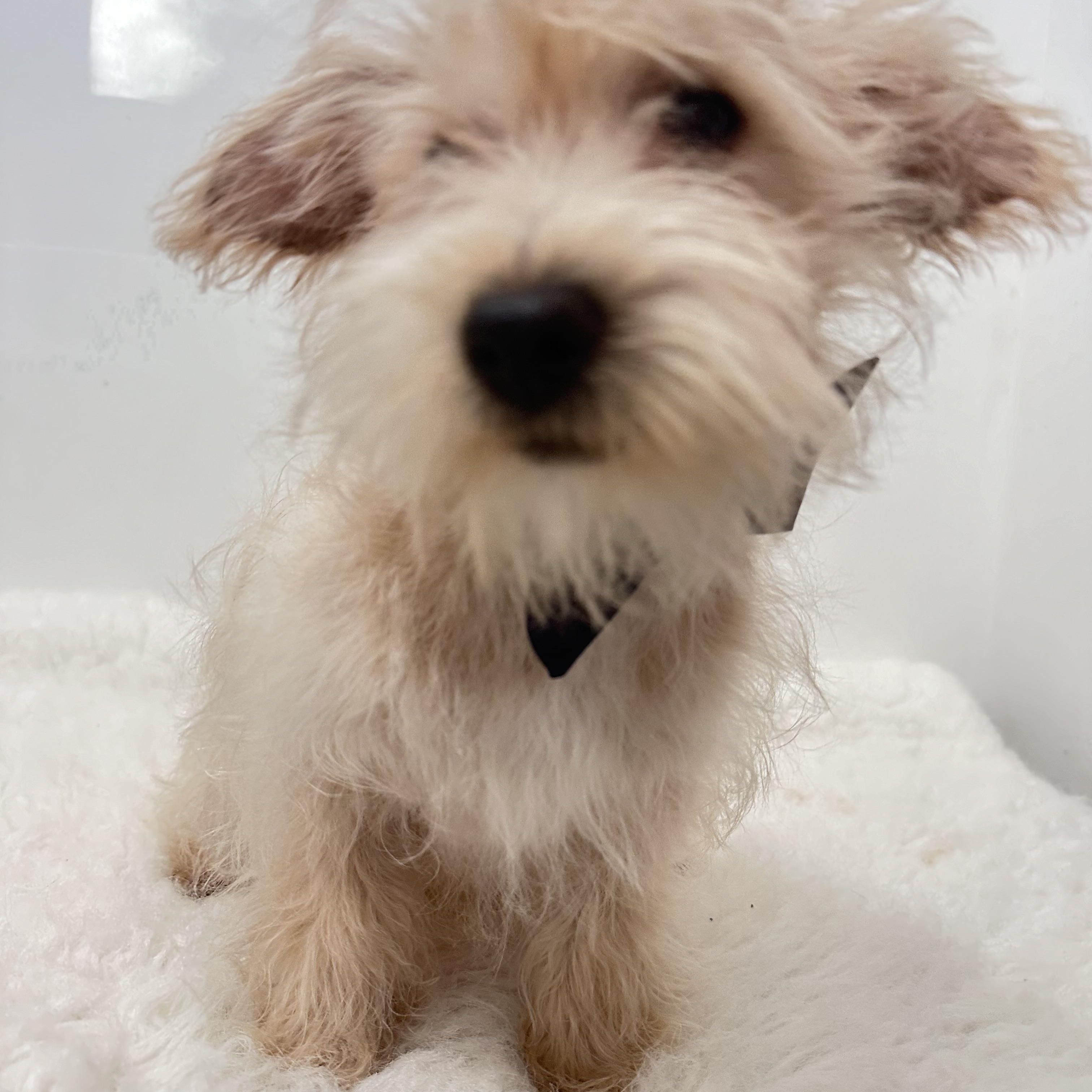 Enlarge Petey, an adopted mixed breed in Wrightstown, NJ image 5/6