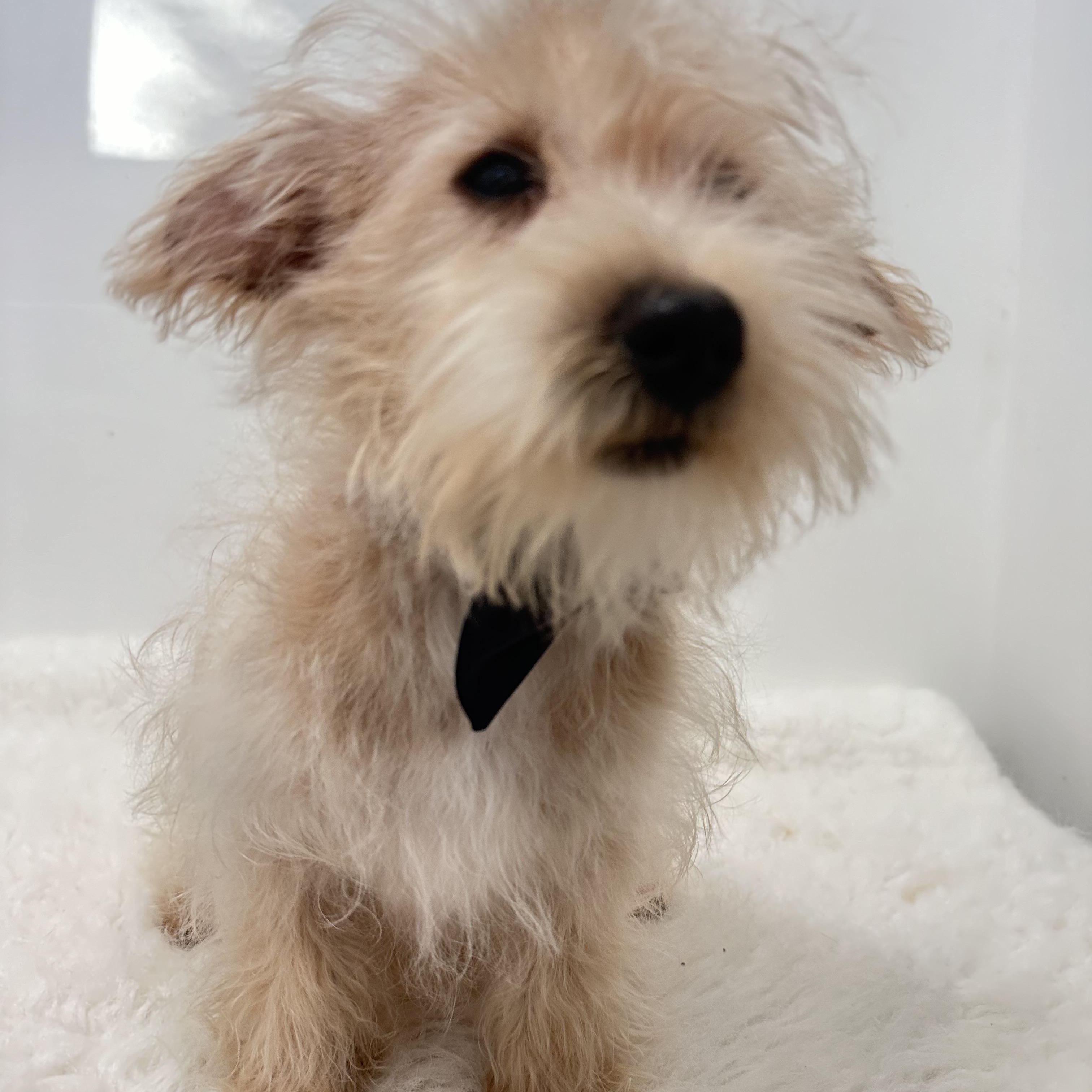 Enlarge Petey, an adopted mixed breed in Wrightstown, NJ image 6/6