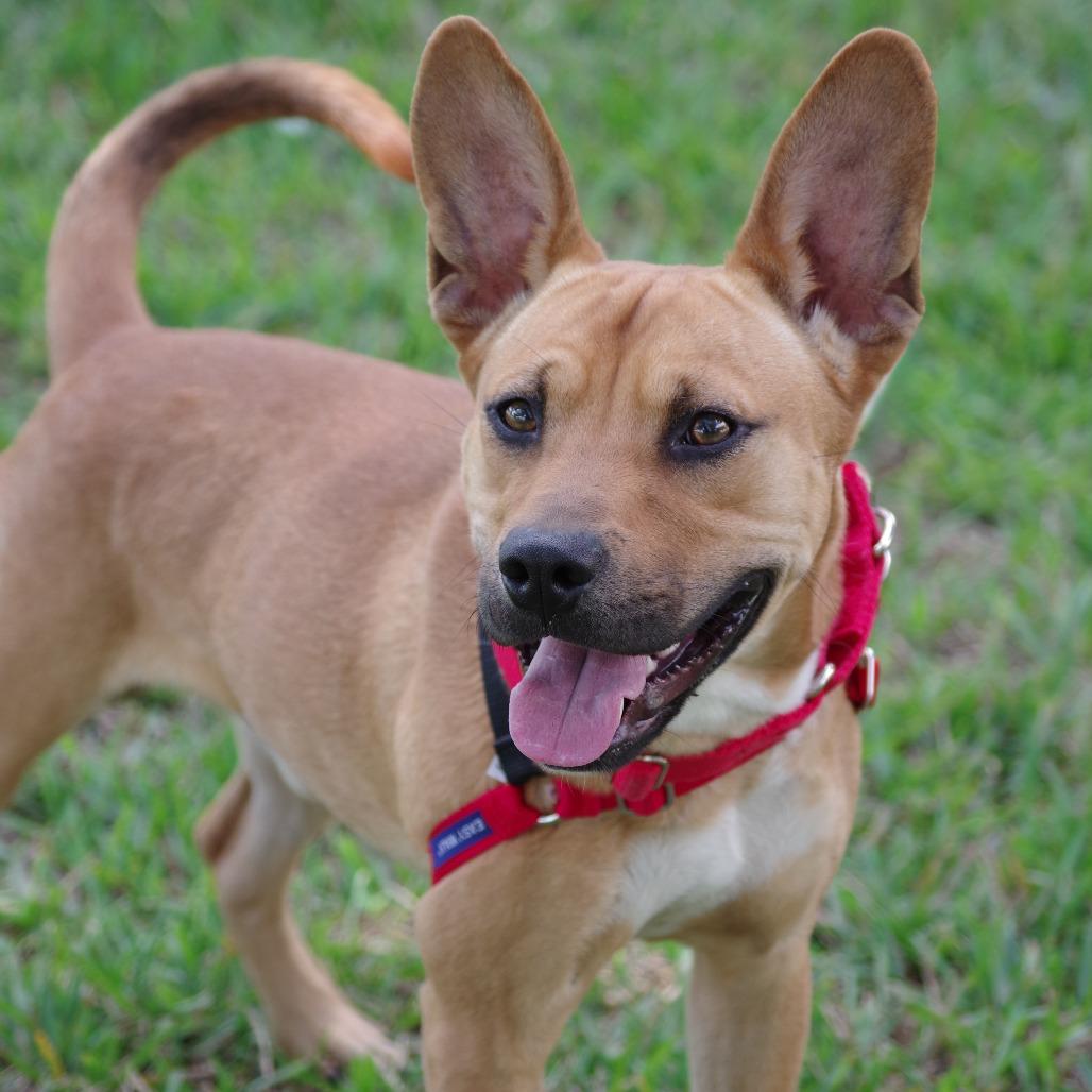 Enlarge Alfie, a Adoptable mixed breed in Miami, FL image 2/5