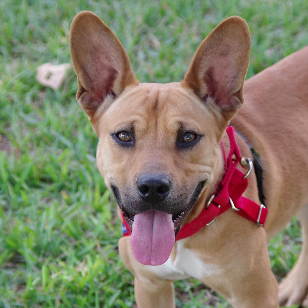 Enlarge Alfie, a Adoptable mixed breed in Miami, FL image 5/5