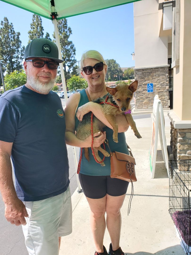 Enlarge Yorkie the Aussie Yorkie Part 2, a Adopted mixed breed in Manhattan Beach, CA image 1/6