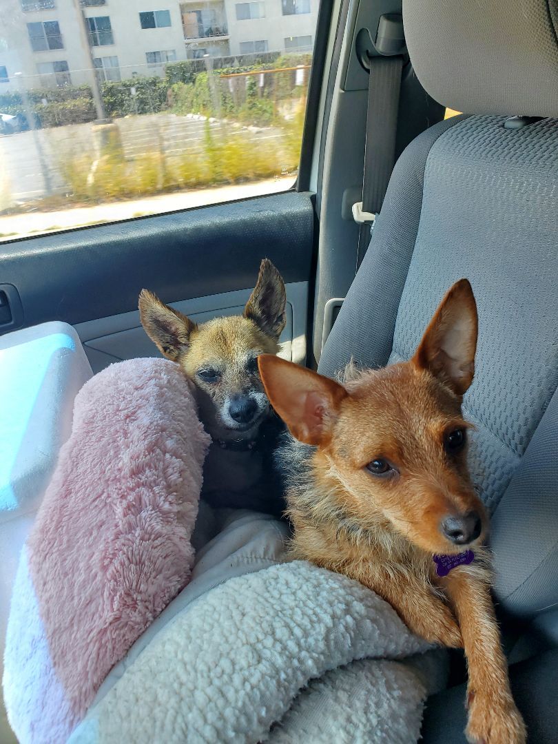 Enlarge Yorkie the Aussie Yorkie Part 2, a Adopted mixed breed in Manhattan Beach, CA image 2/6