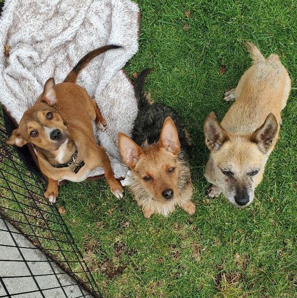 Enlarge Yorkie the Aussie Yorkie Part 2, a Adopted mixed breed in Manhattan Beach, CA image 3/6