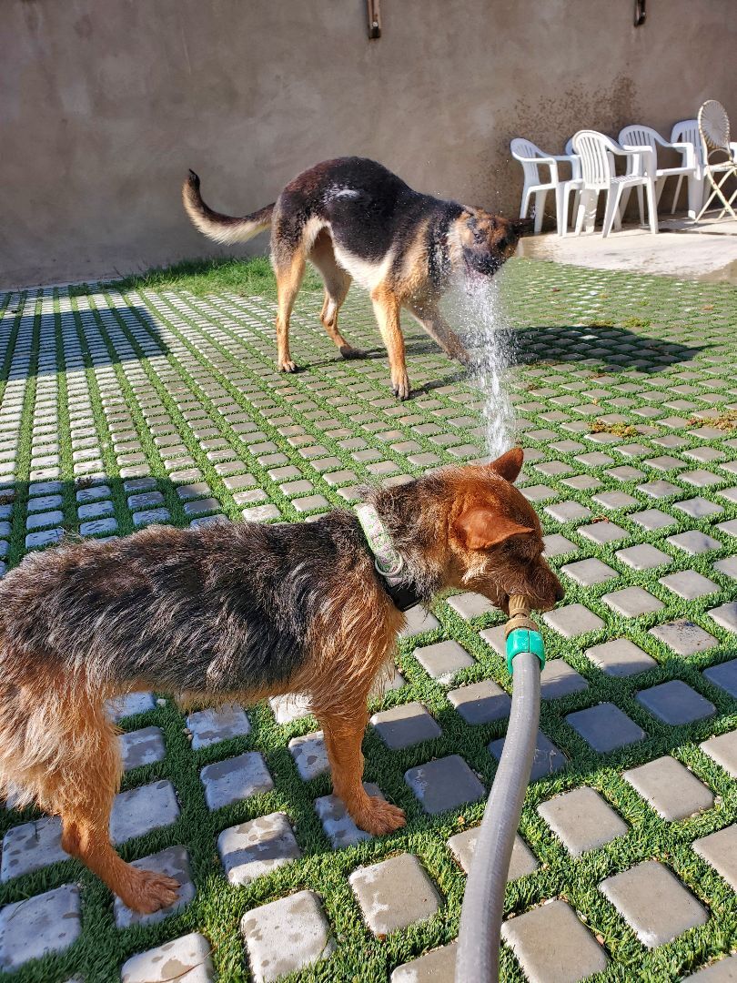 Enlarge Yorkie the Aussie Yorkie Part 2, a Adopted mixed breed in Manhattan Beach, CA image 4/6