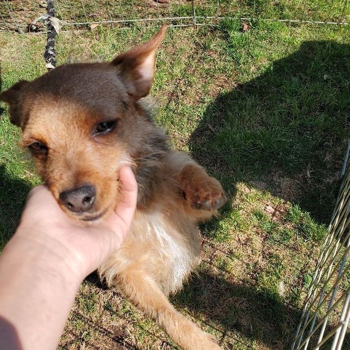 Enlarge Yorkie the Aussie Yorkie Part 2, a Adopted mixed breed in Manhattan Beach, CA image 5/6