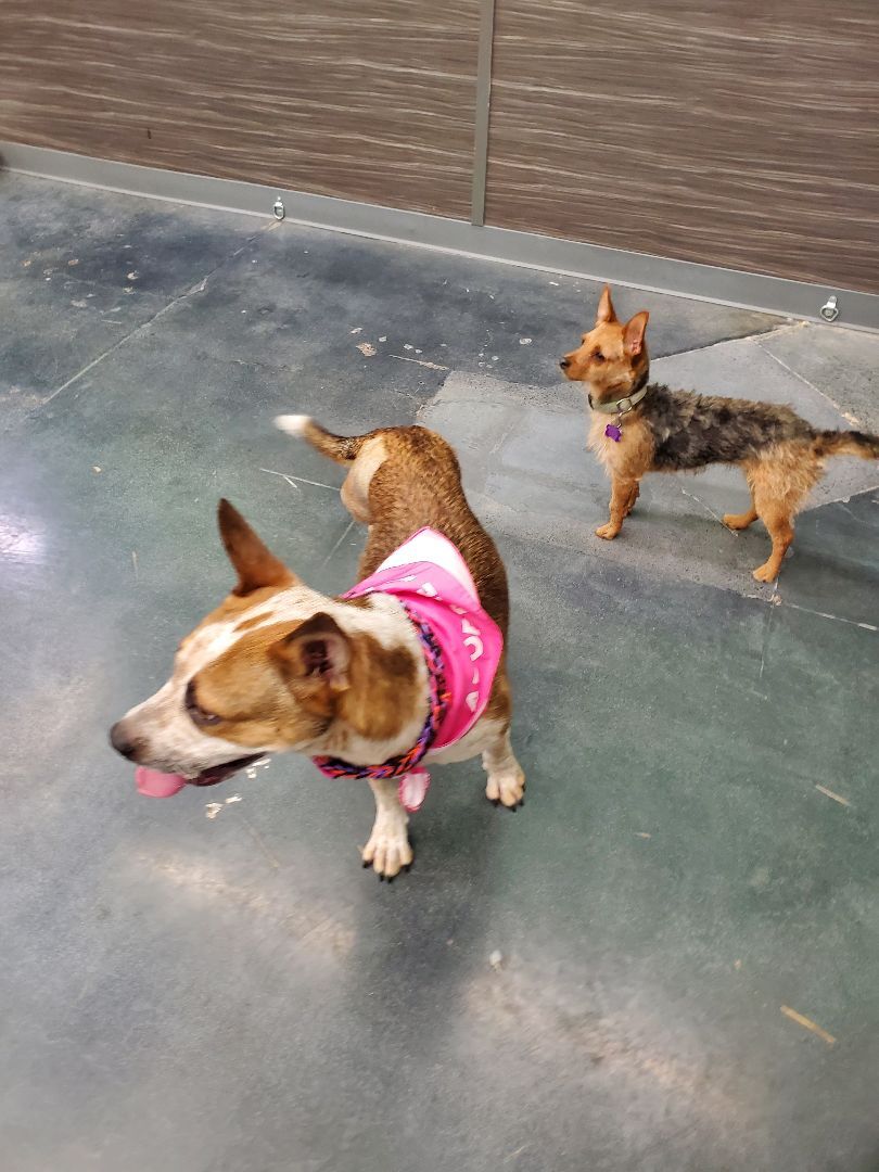 Enlarge Yorkie the Aussie Yorkie Part 2, a Adopted mixed breed in Manhattan Beach, CA image 6/6