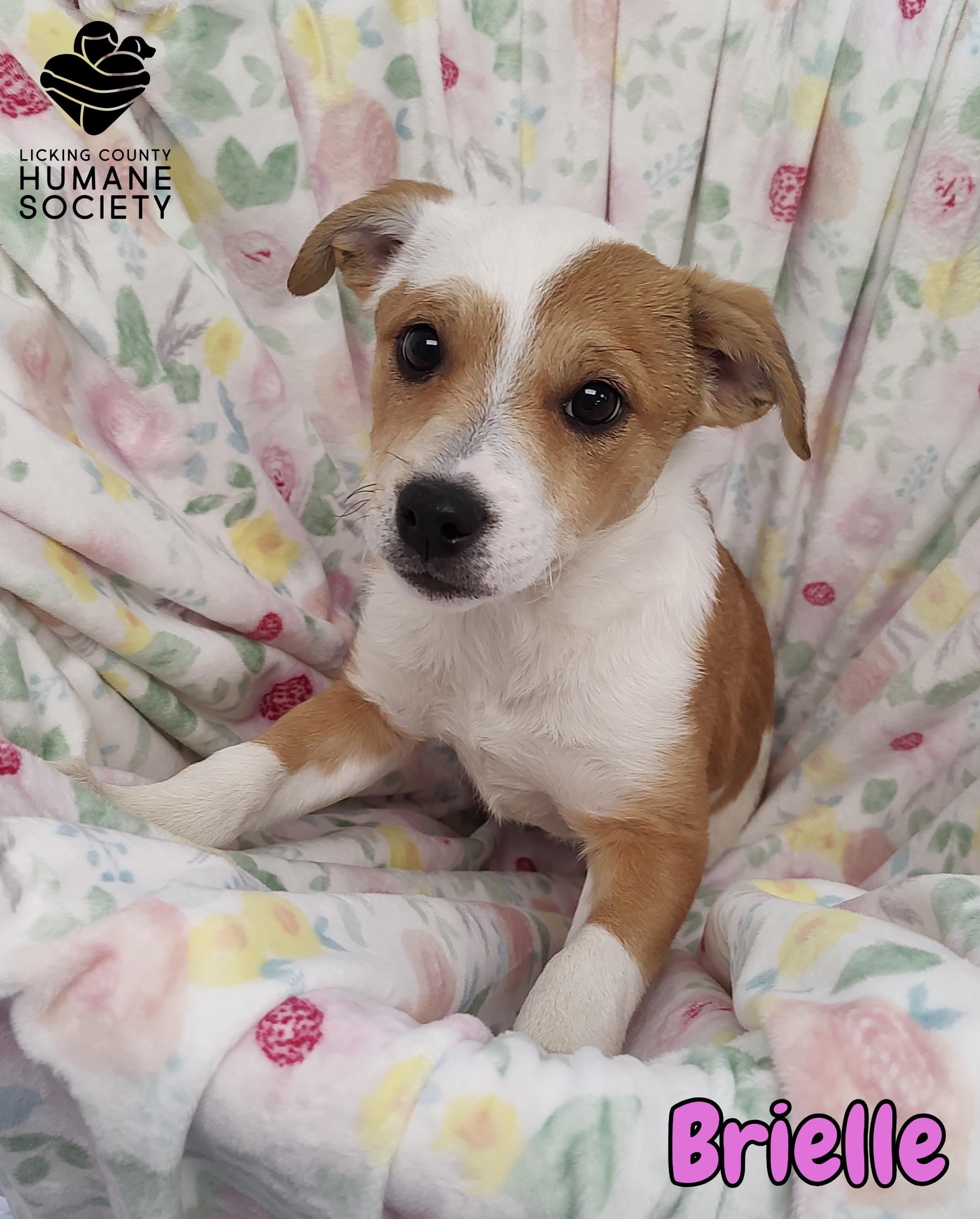 Brielle, Adoptable, Puppy Female Mixed Breed.