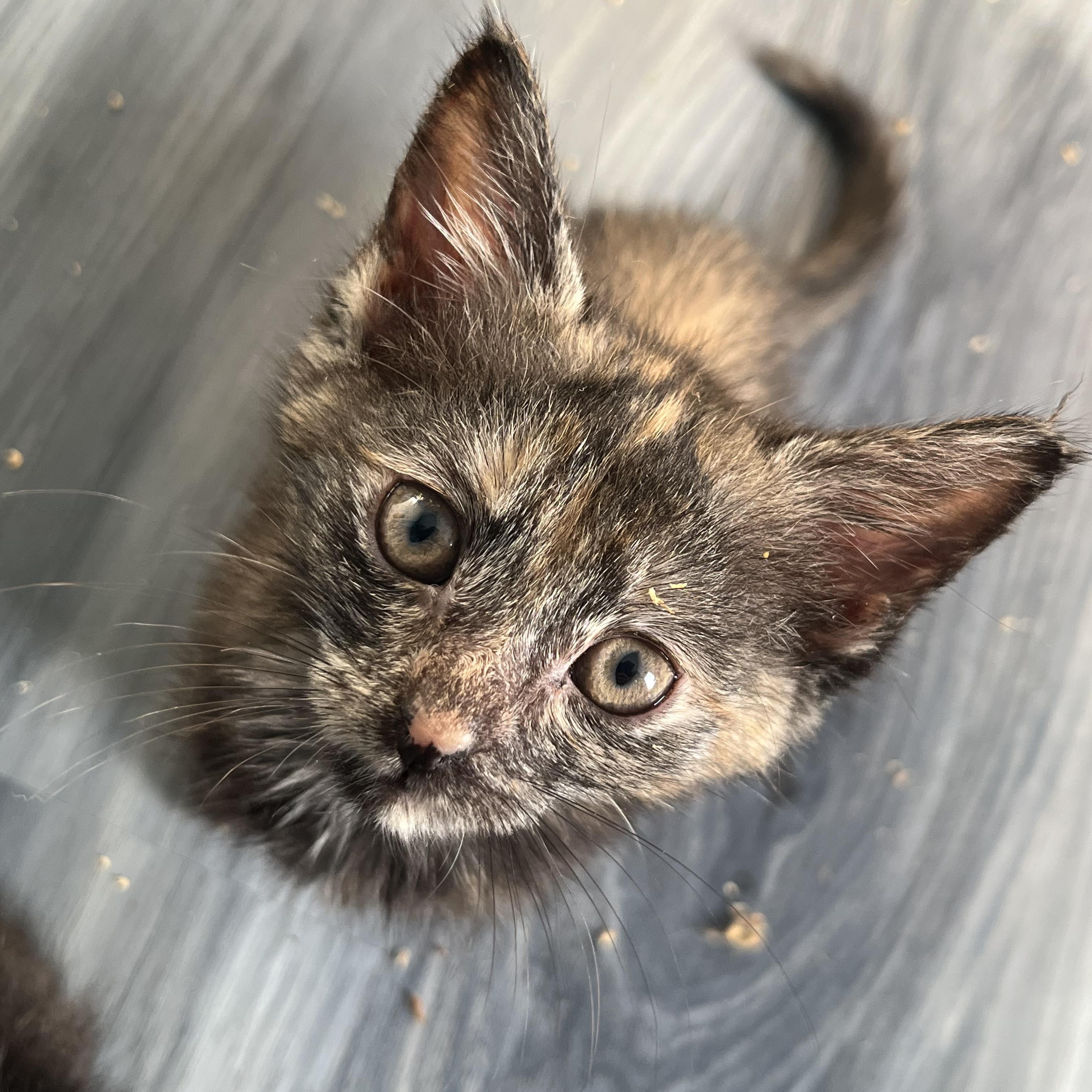 Paprika, Adoptable, Kitten Female Domestic Short Hair.