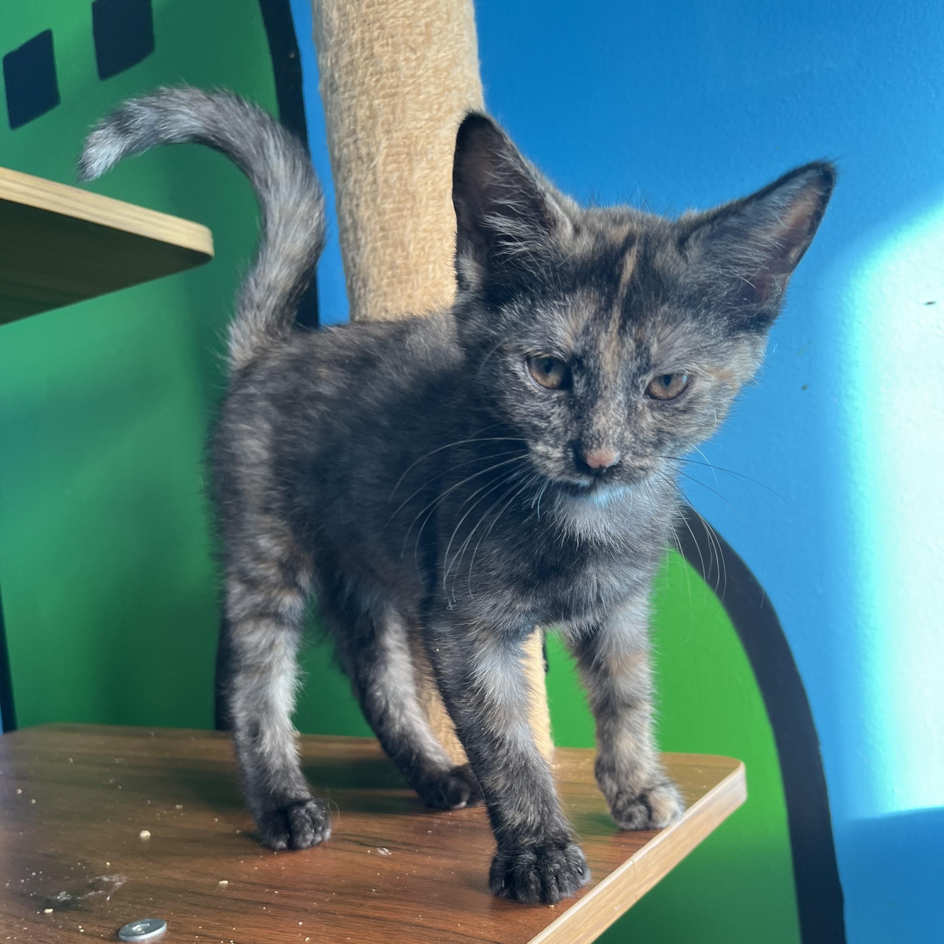 Enlarge Paprika, a Adoptable Domestic Short Hair in Elkton, MD image 2/5