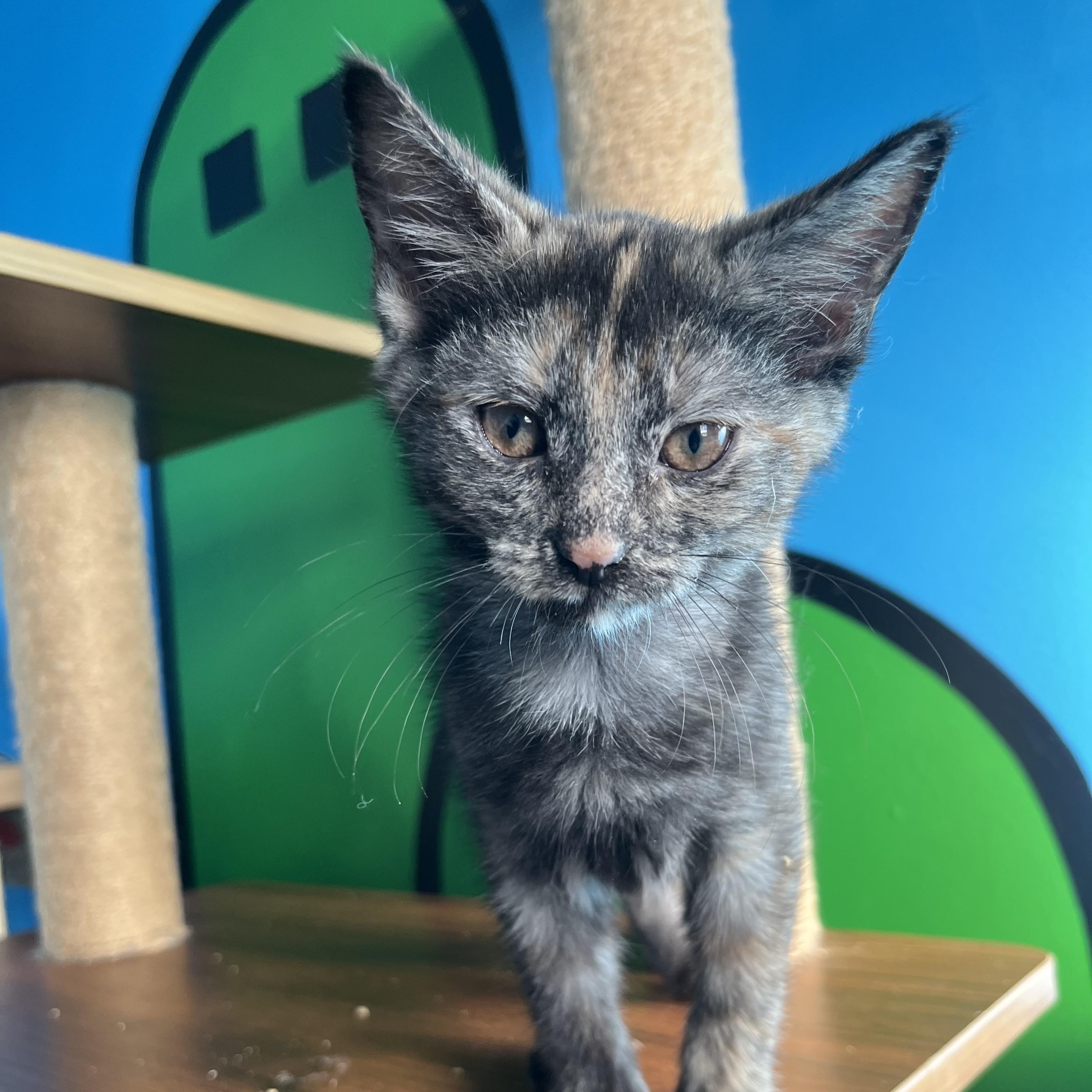 Enlarge Paprika, a Adoptable Domestic Short Hair in Elkton, MD image 3/5