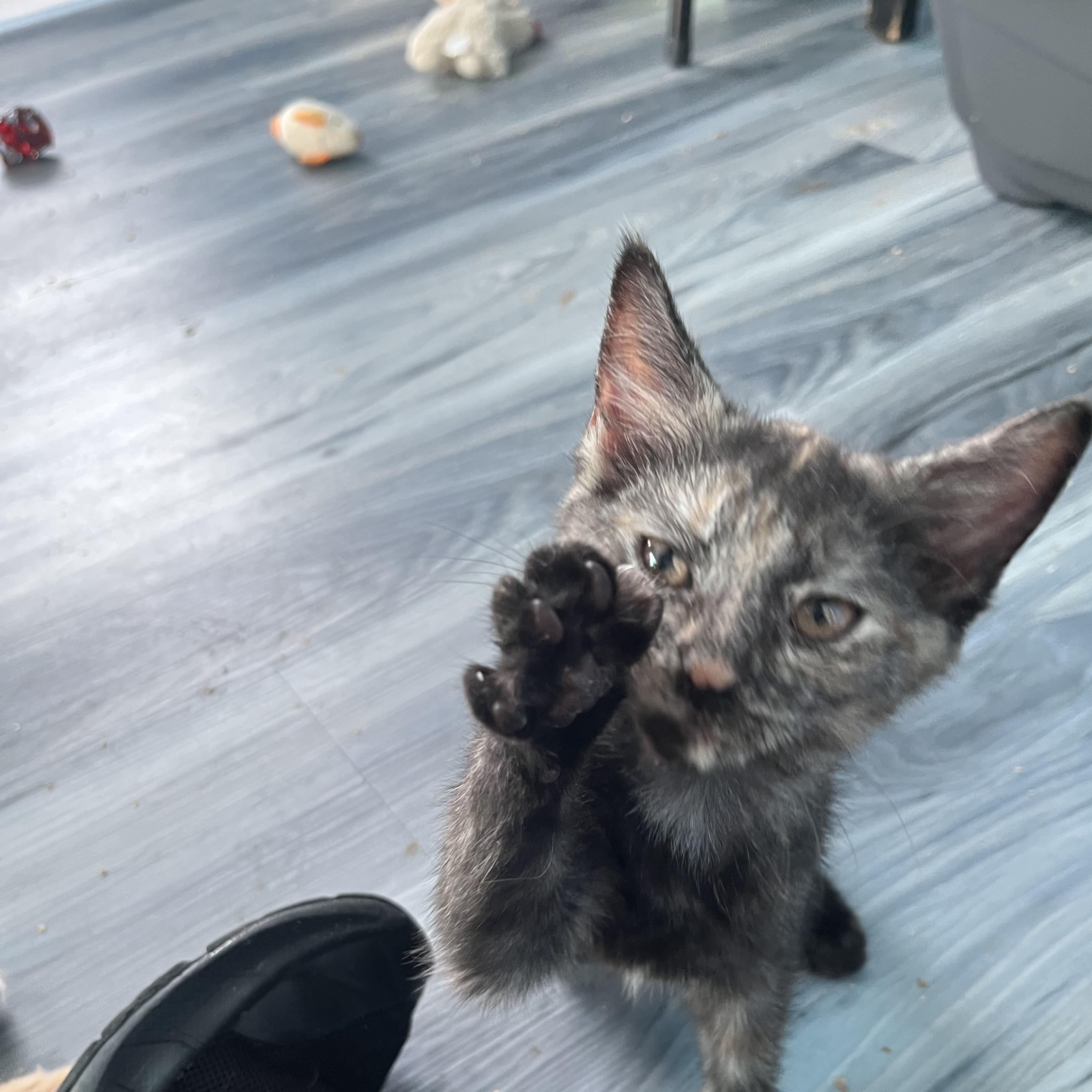 Enlarge Paprika, a Adoptable Domestic Short Hair in Elkton, MD image 4/5