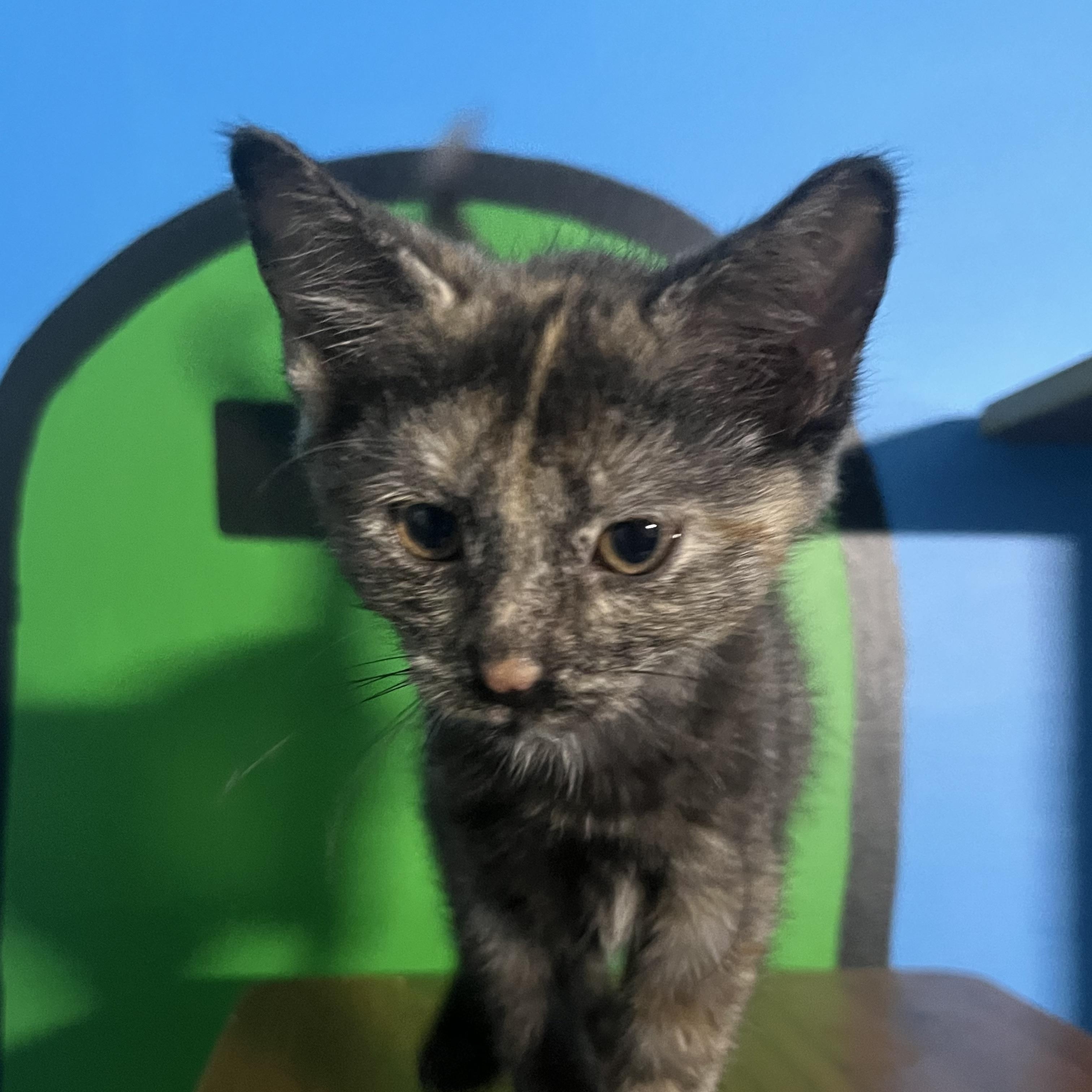 Enlarge Paprika, a Adoptable Domestic Short Hair in Elkton, MD image 5/5