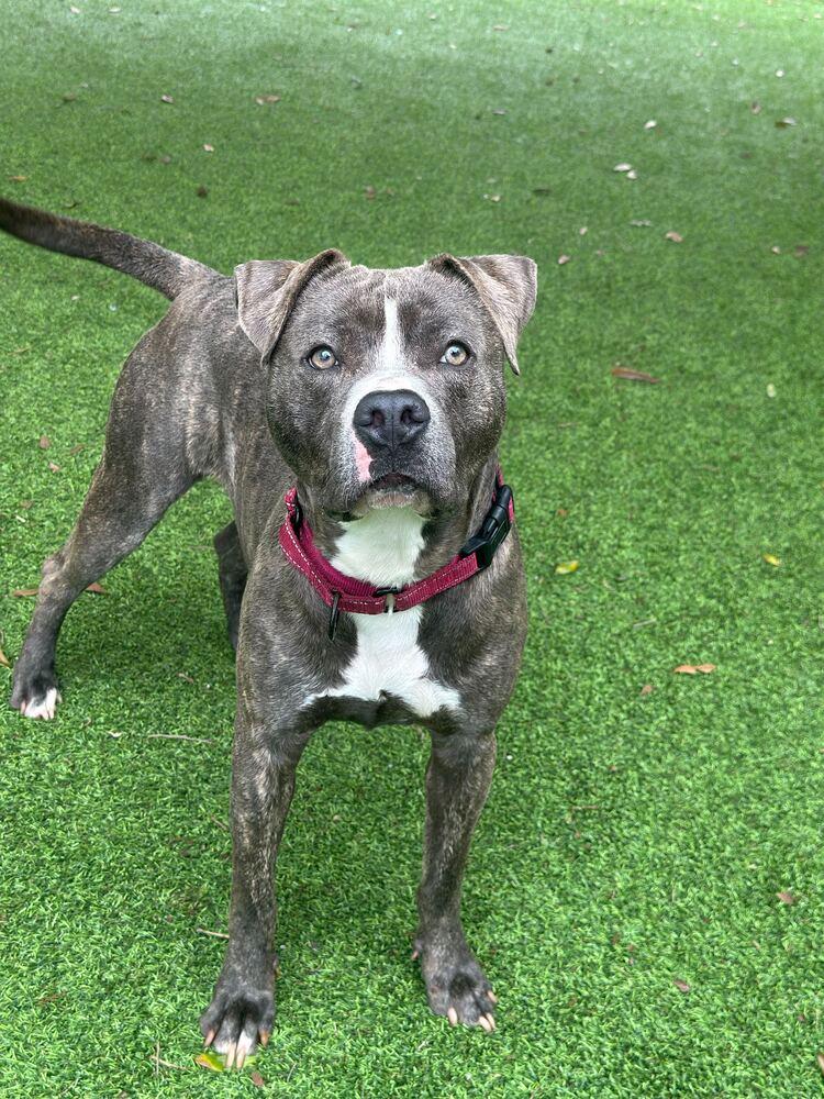 Stacks, Adoptable, Adult Male American Bulldog & Terrier.