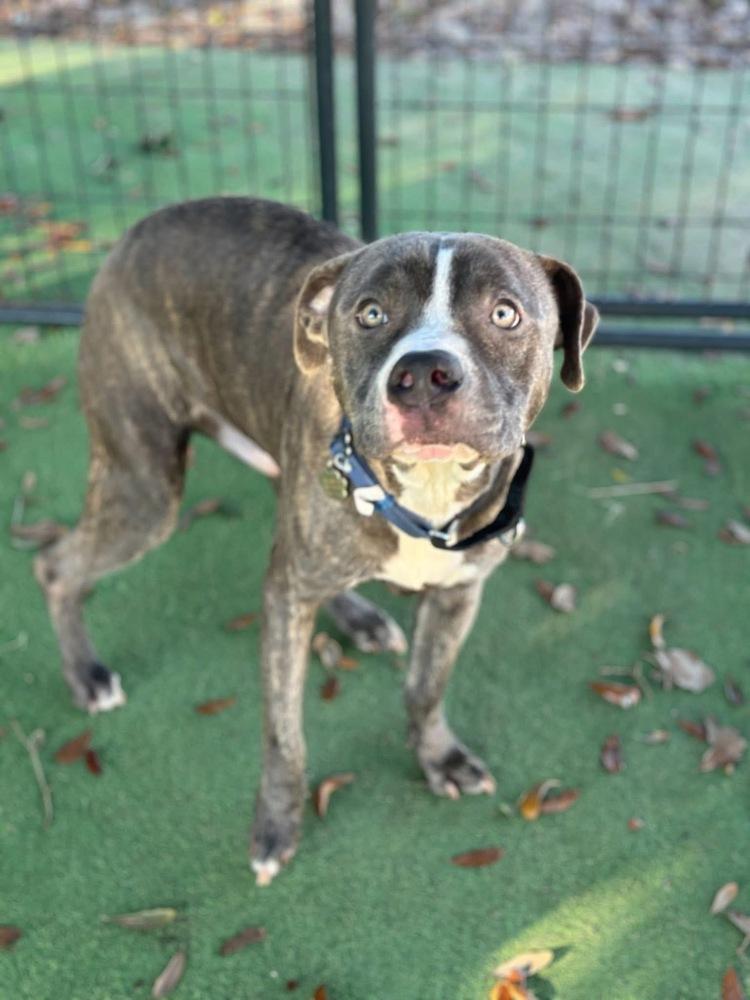 Stacks, a Adoptable mixed breed in Lakeland, FL image 1/6