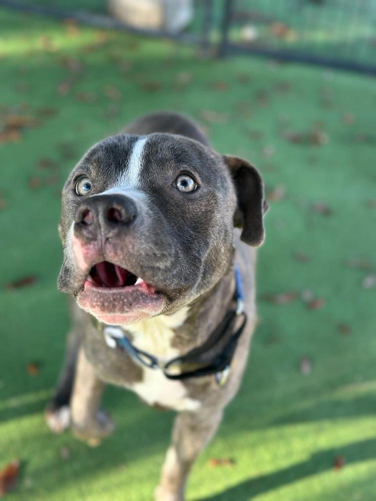 Stacks, a Adoptable mixed breed in Lakeland, FL image 2/6
