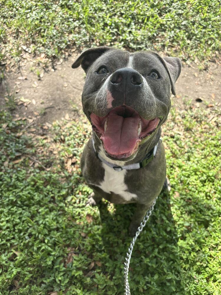 Enlarge Stacks, a Adoptable mixed breed in Lakeland, FL image 3/6
